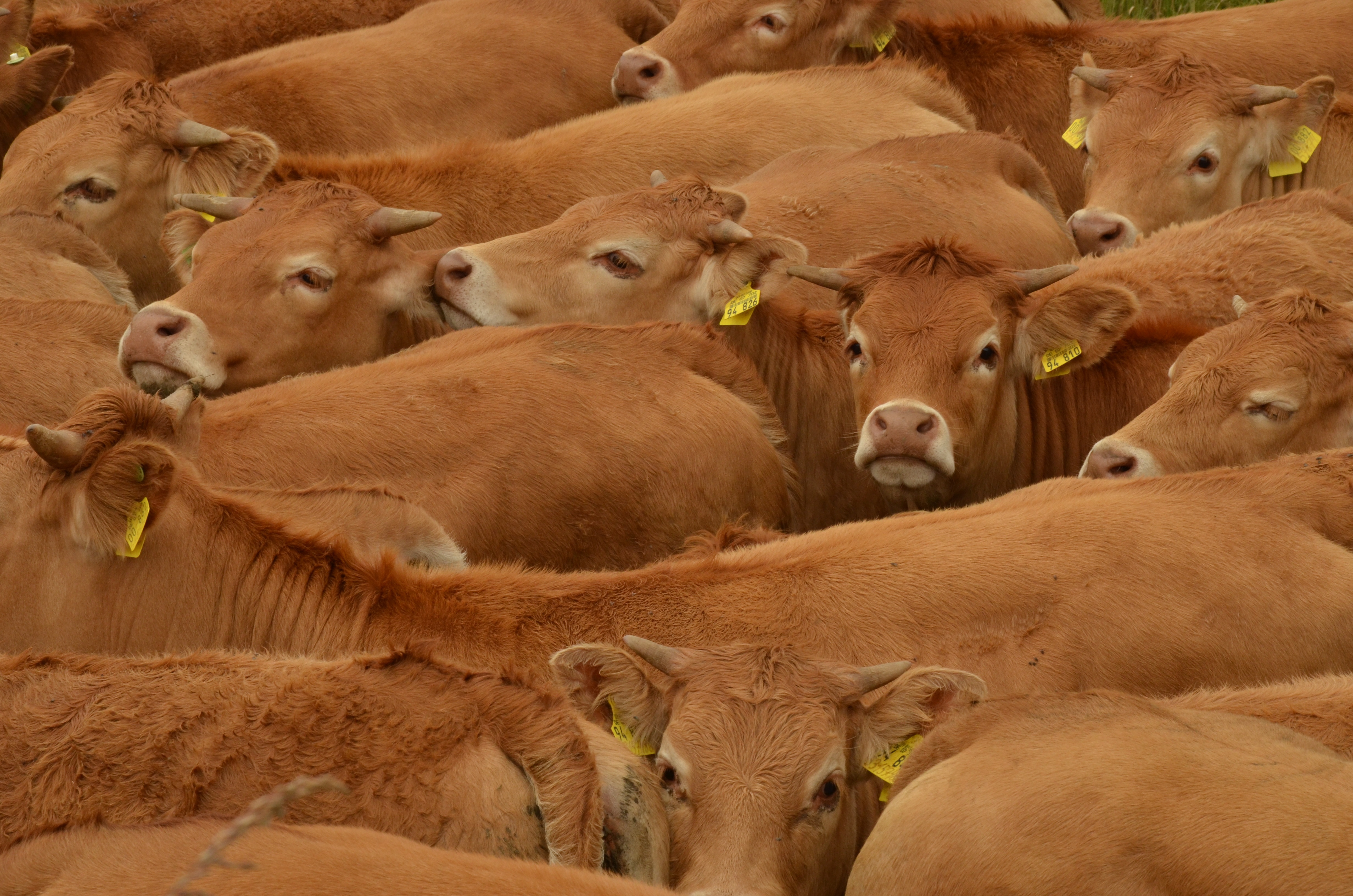 Free Image cattle animal husbandry 0