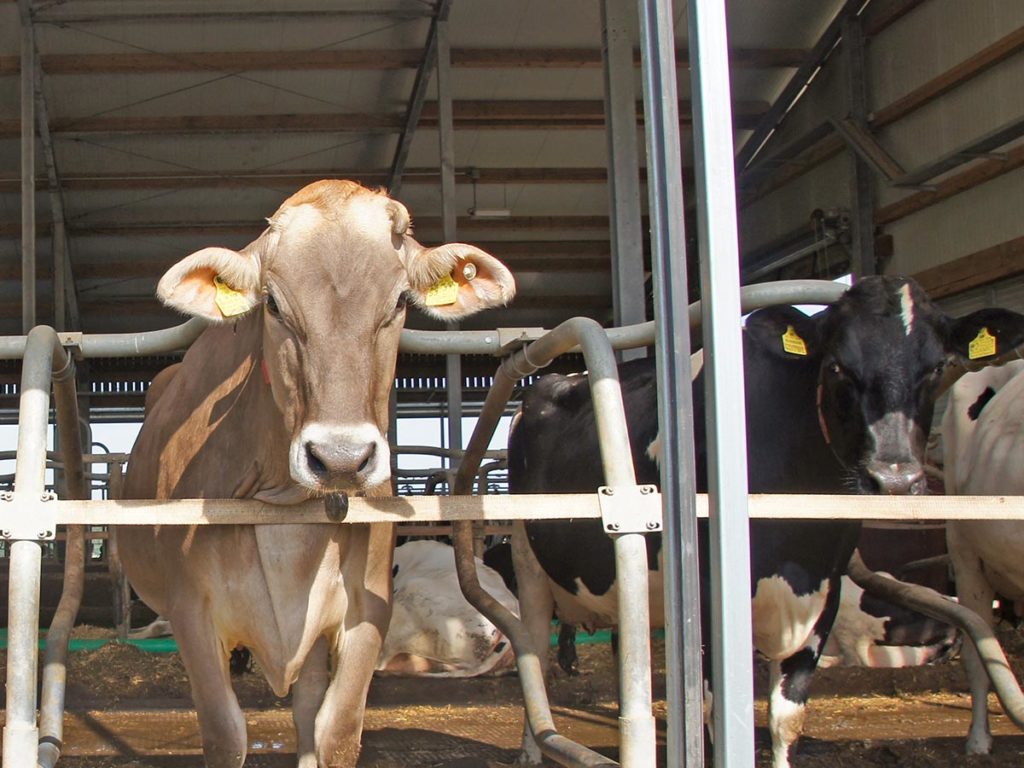 Stable Construction and Animal Husbandry