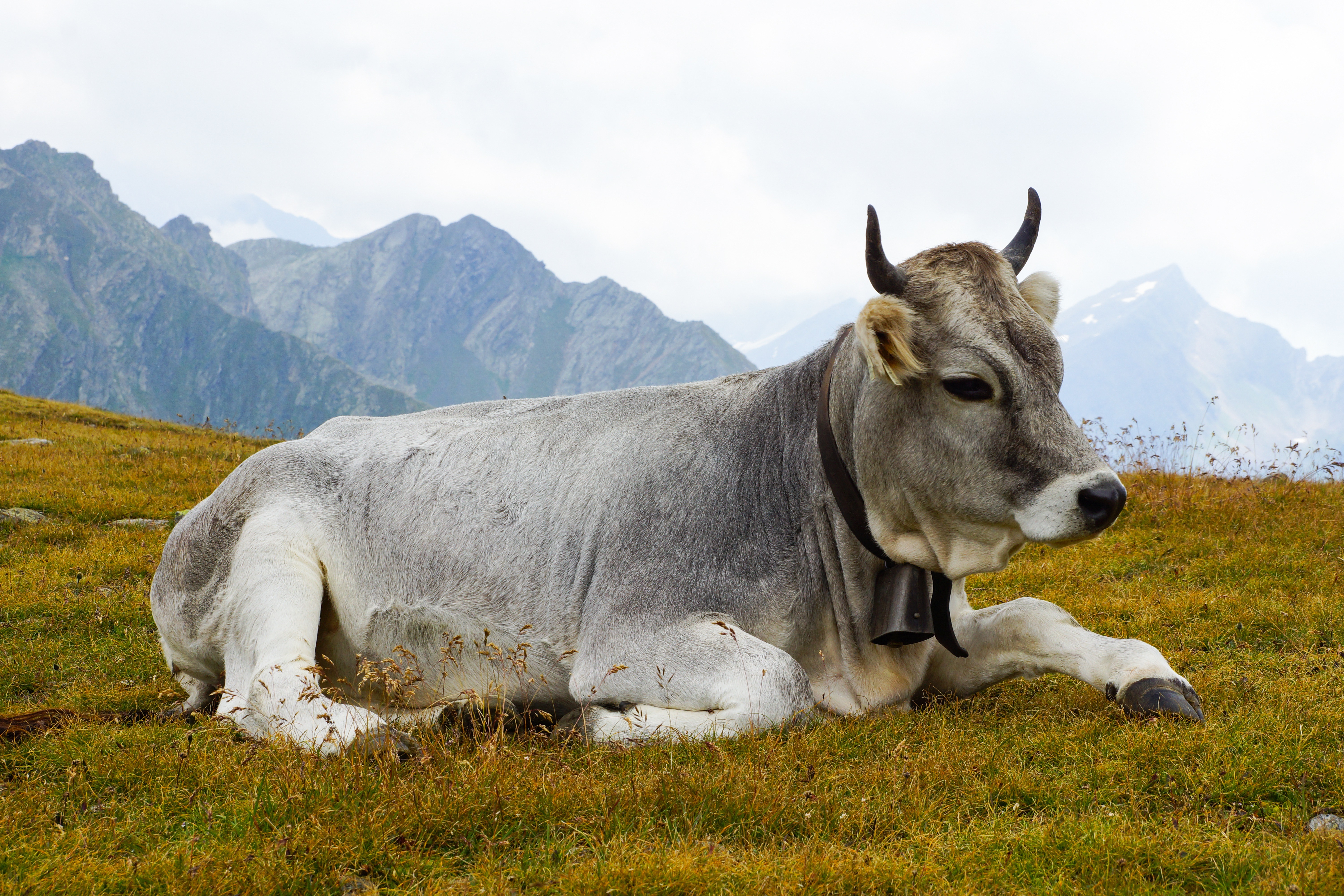 Free Image, grass, meadow, horn, herd, pasture, grazing, livestock, alpine, rest, beef, donkey, vertebrate, ox, concerns, rural area, ruminants, milk cow, animal husbandry, pack animal, cattle like mammal 6000x4000