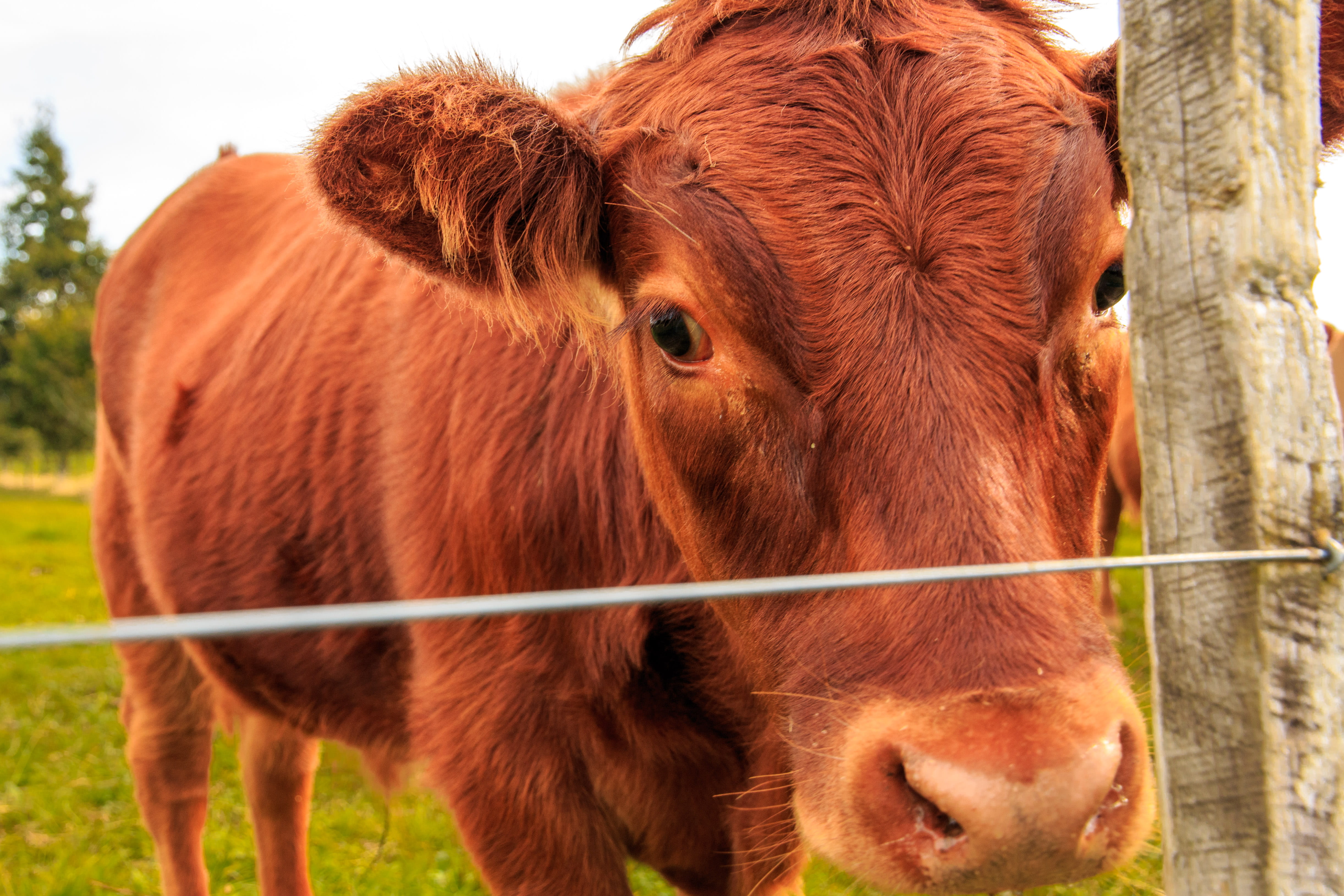 Wallpaper / Animal Themes, Pets, Animal, Mammal, Land, 4K, Brown, Stock, Animal Head, Nature, Close Up, No People, Farming, Animal Body Part, Herbivorous, Taranaki Free Download
