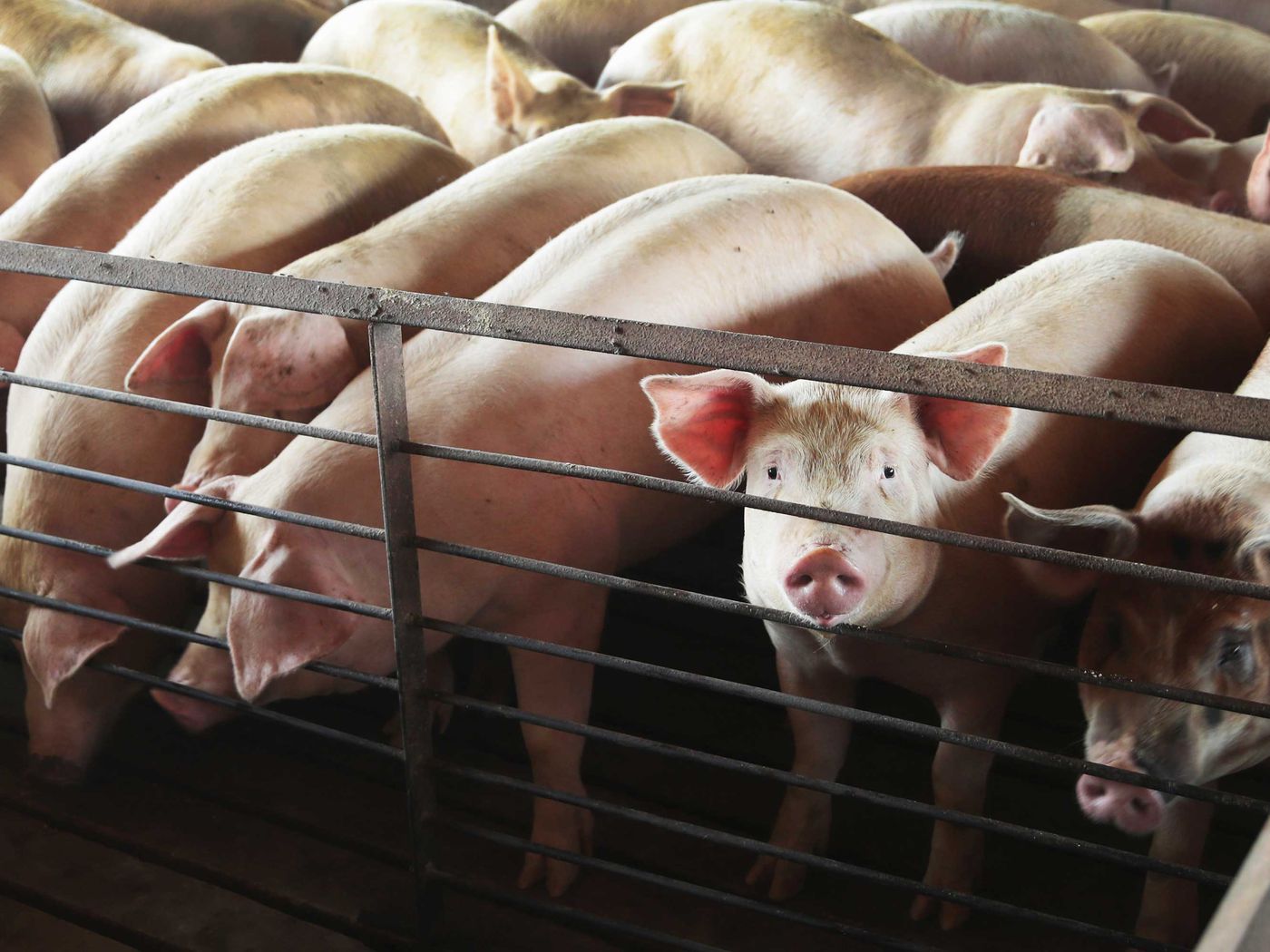 Millions of animals are being euthanized due to meat plant closures