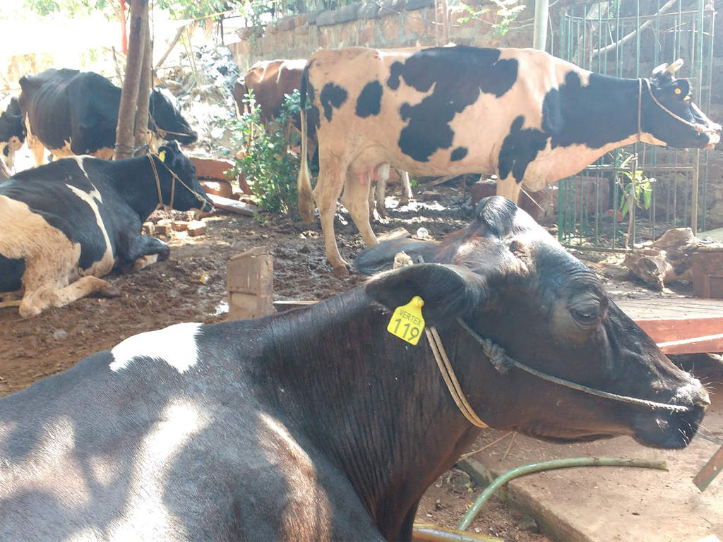 Livestock census yet to begin in Tamil Nadu. Coimbatore News of India