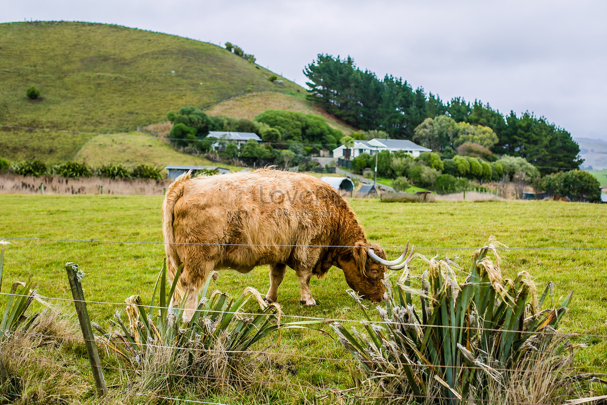 New Zealand Animal Husbandry Picture And HD Photo. Free Download On Lovepik