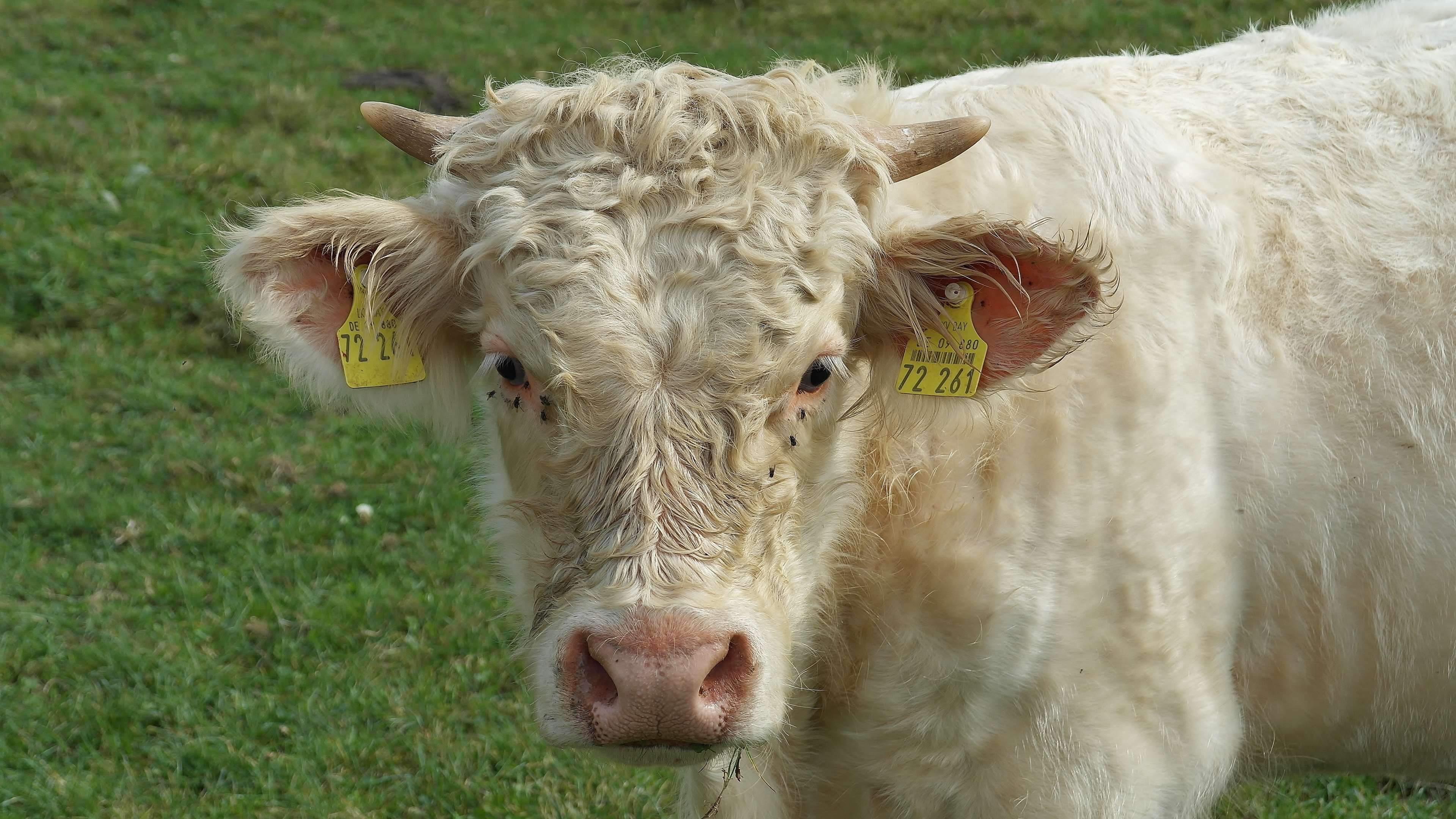 animal, animal husbandry, beef, boy, bull, charolais, eat, eco, free attitude, freewheel, grass, graze, herd animal, mammal, meadow 4k wallpaper