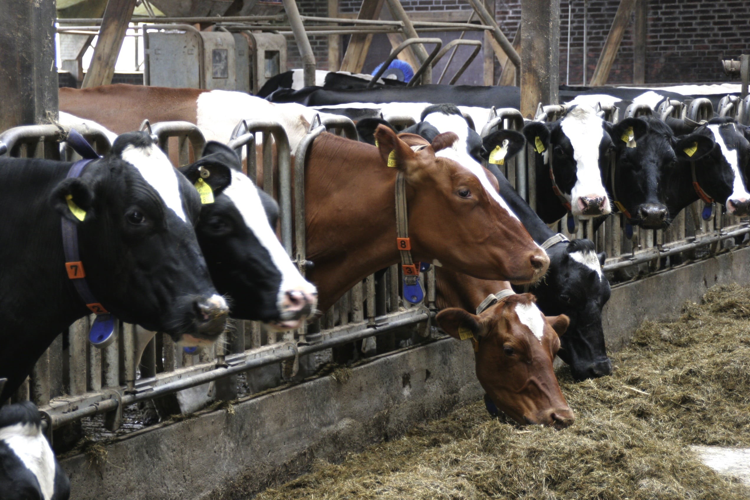 Wallpaper / day, holstein Cattle, outdoors, animal, medium group of animals, animal husbandry, shed, nature, animal head, vertebrate, stall, livestock, dairy Farm free download