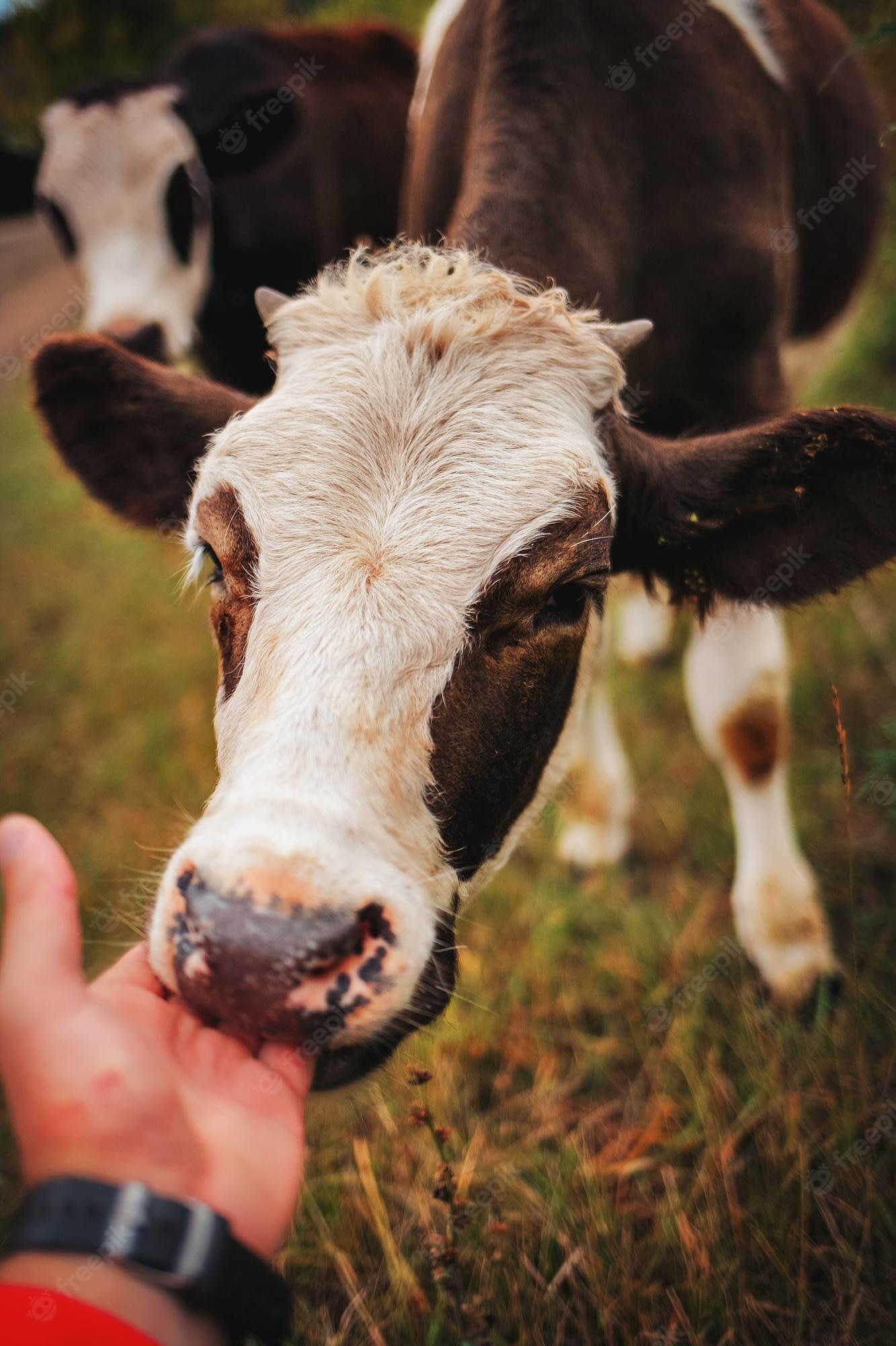 Premium Photo. The calf licks and caresses the human hand the theme of animal husbandry and agriculture