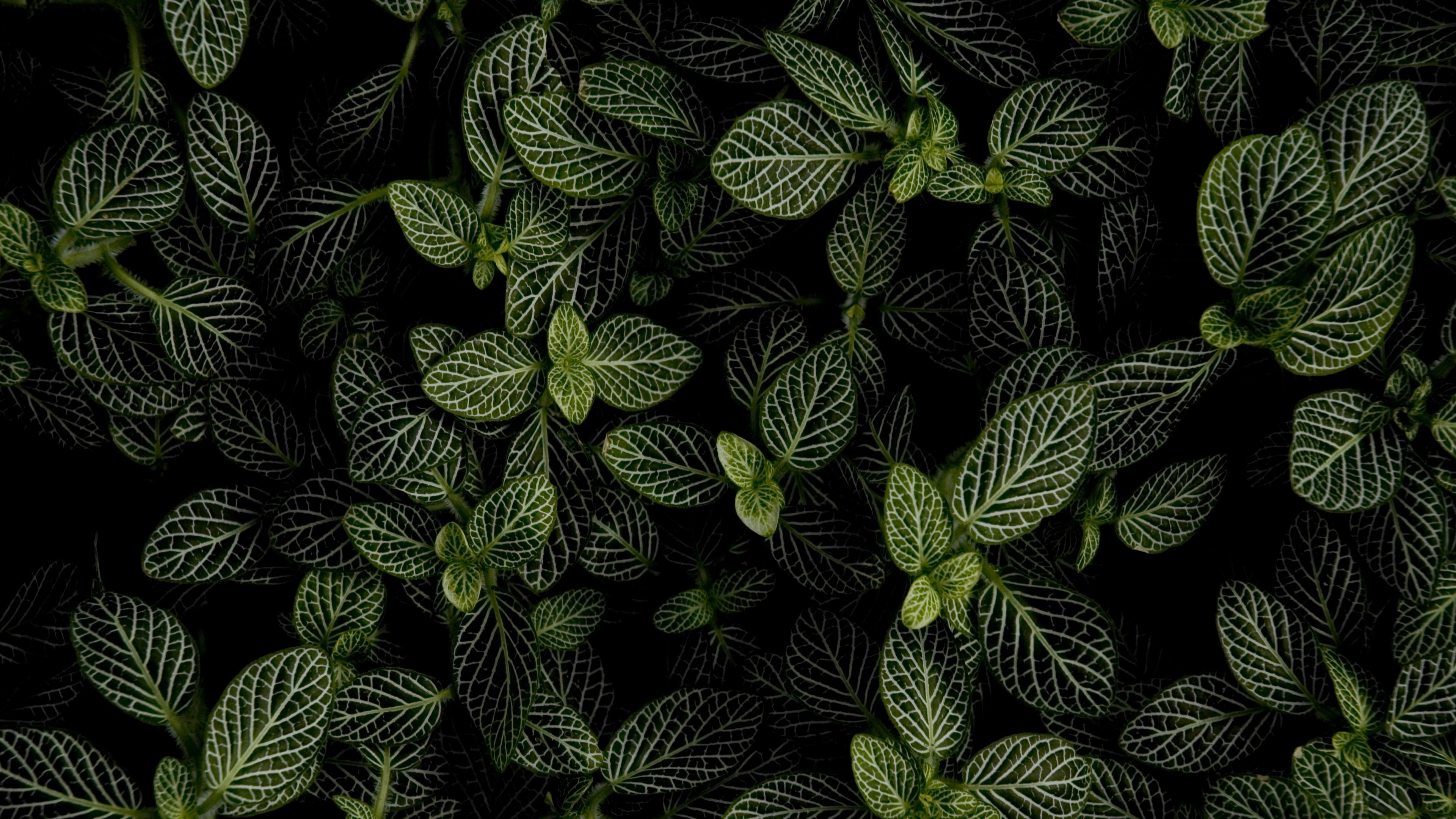Wallpaper / mint, leaves, aerial view, 4k free download