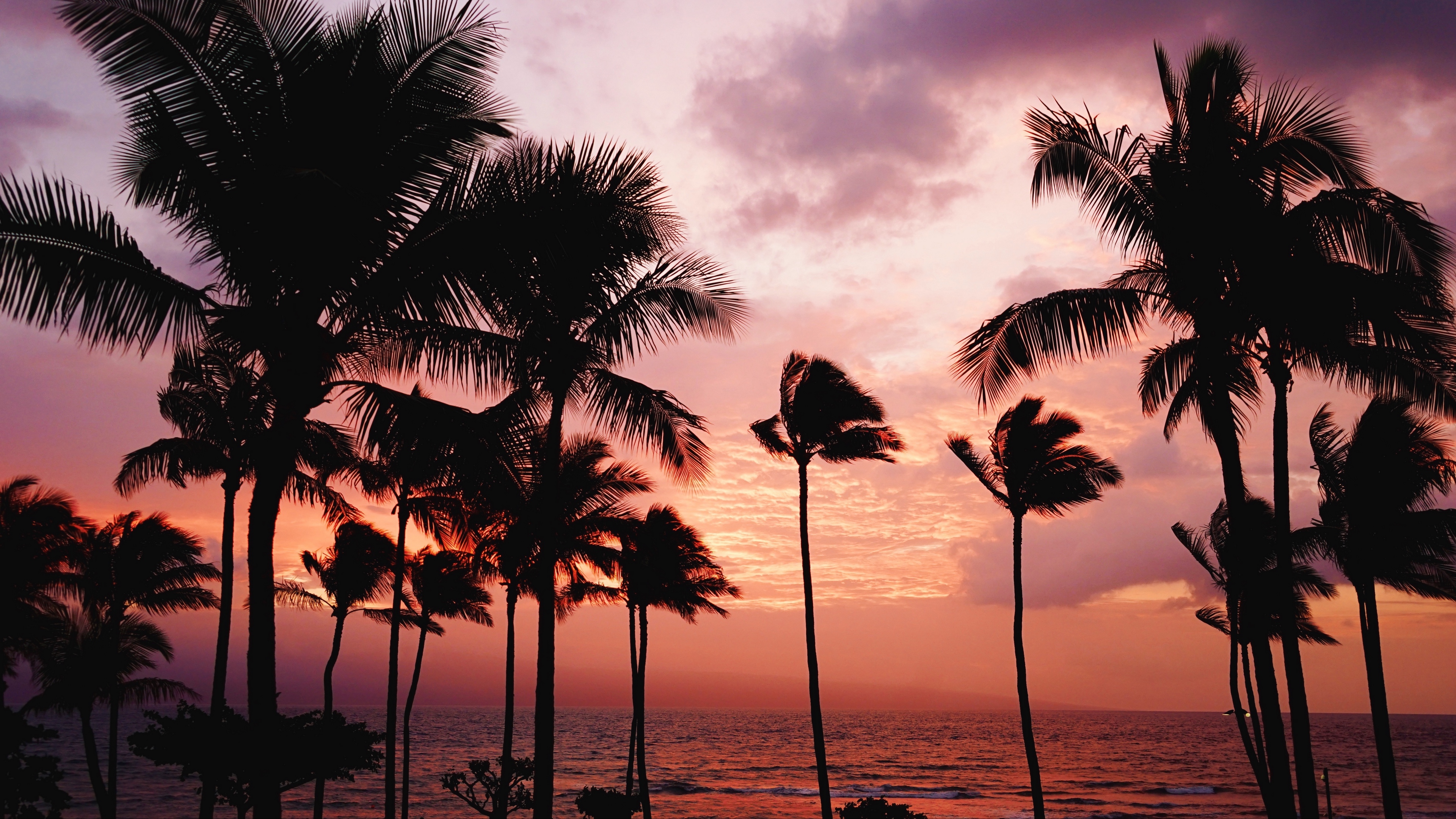 Wallpaper 4k palm trees, sunset, sea 4k Wallpaper