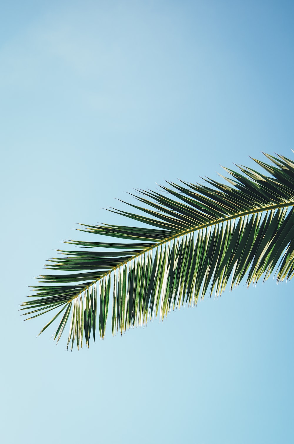 Palm Tree Wallpaper: Free HD Download [HQ]
