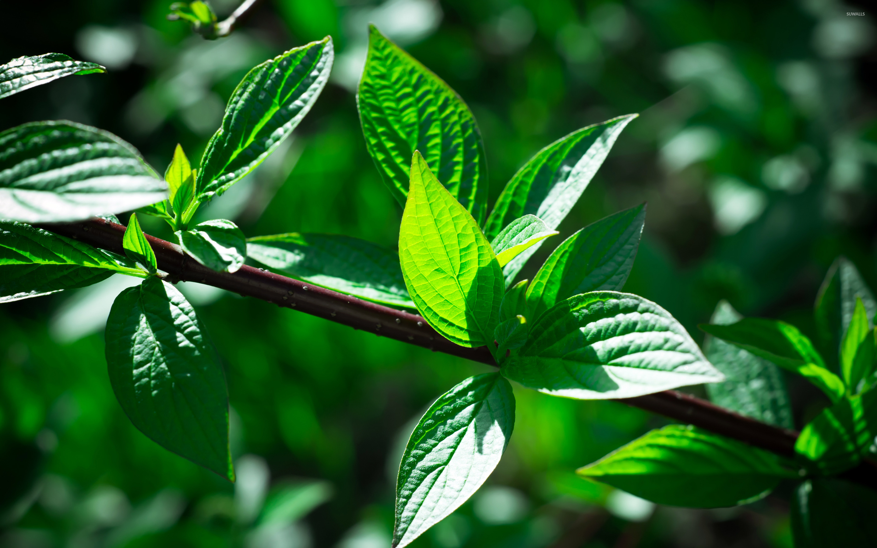 Mint wallpaper wallpaper