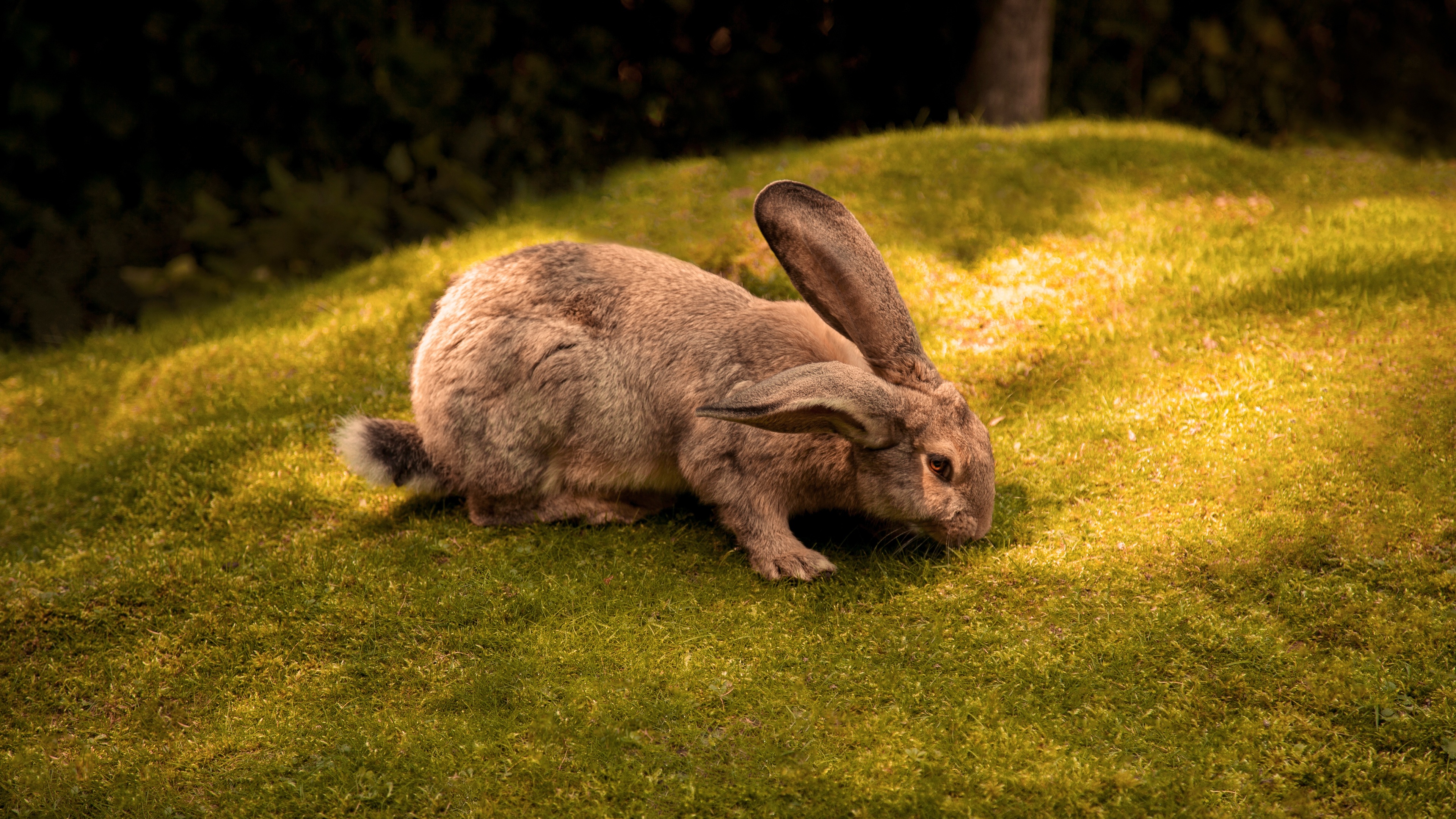 Wallpaper Peter Rabbit, 4k, Movies #16110