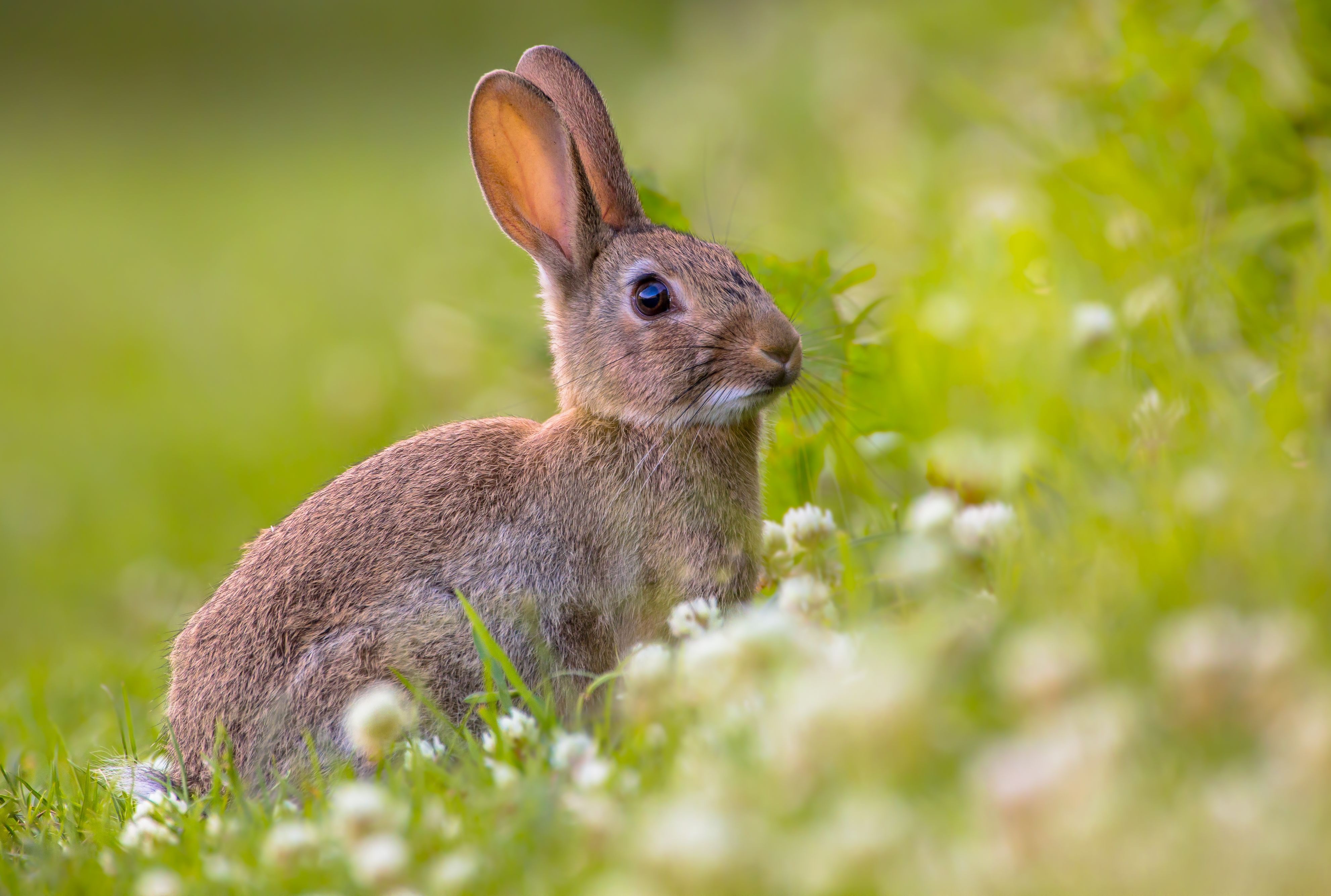 Rabbit 4K Gallery HD Wallpaper