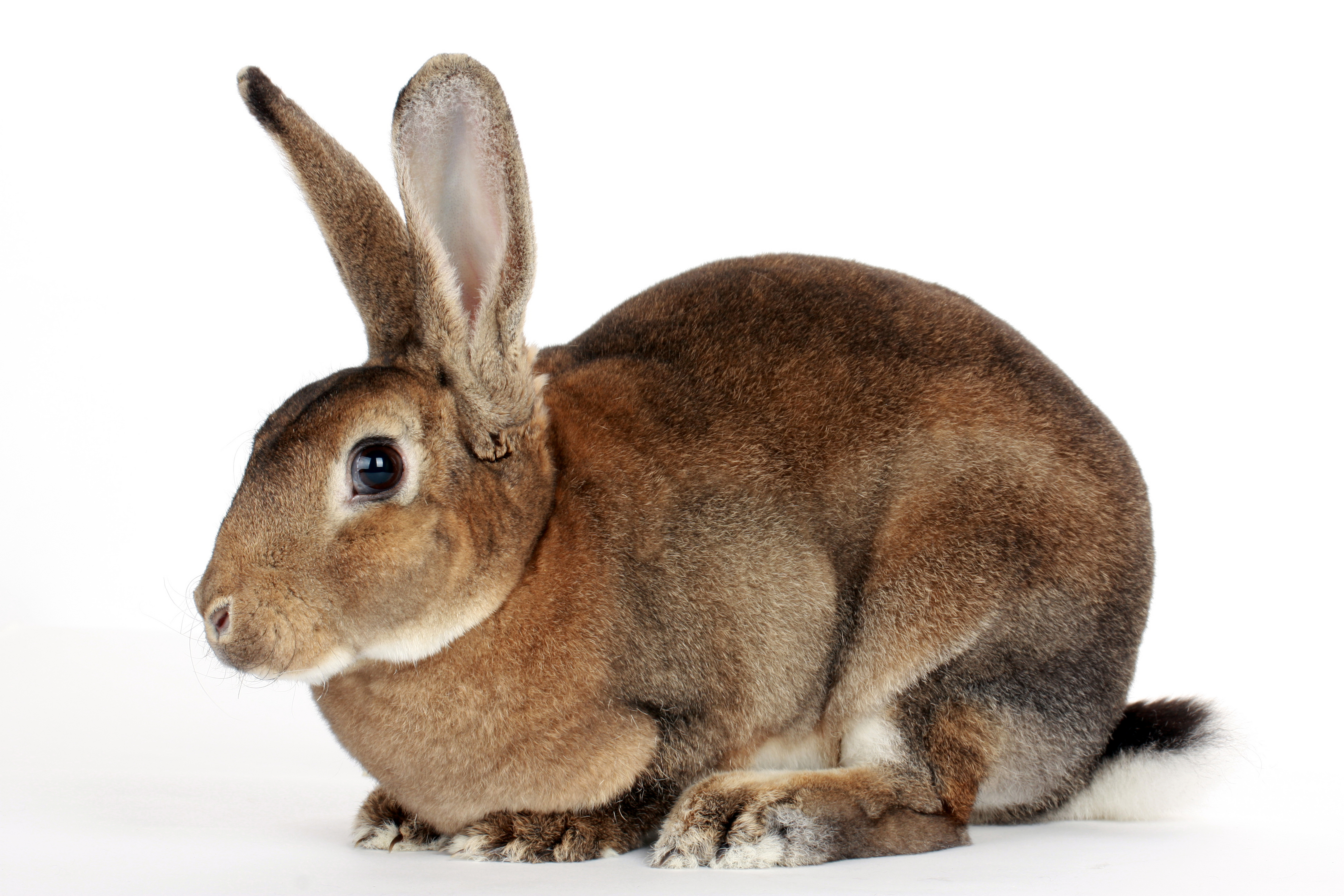 4K Rabbit Wallpaper and Background Image