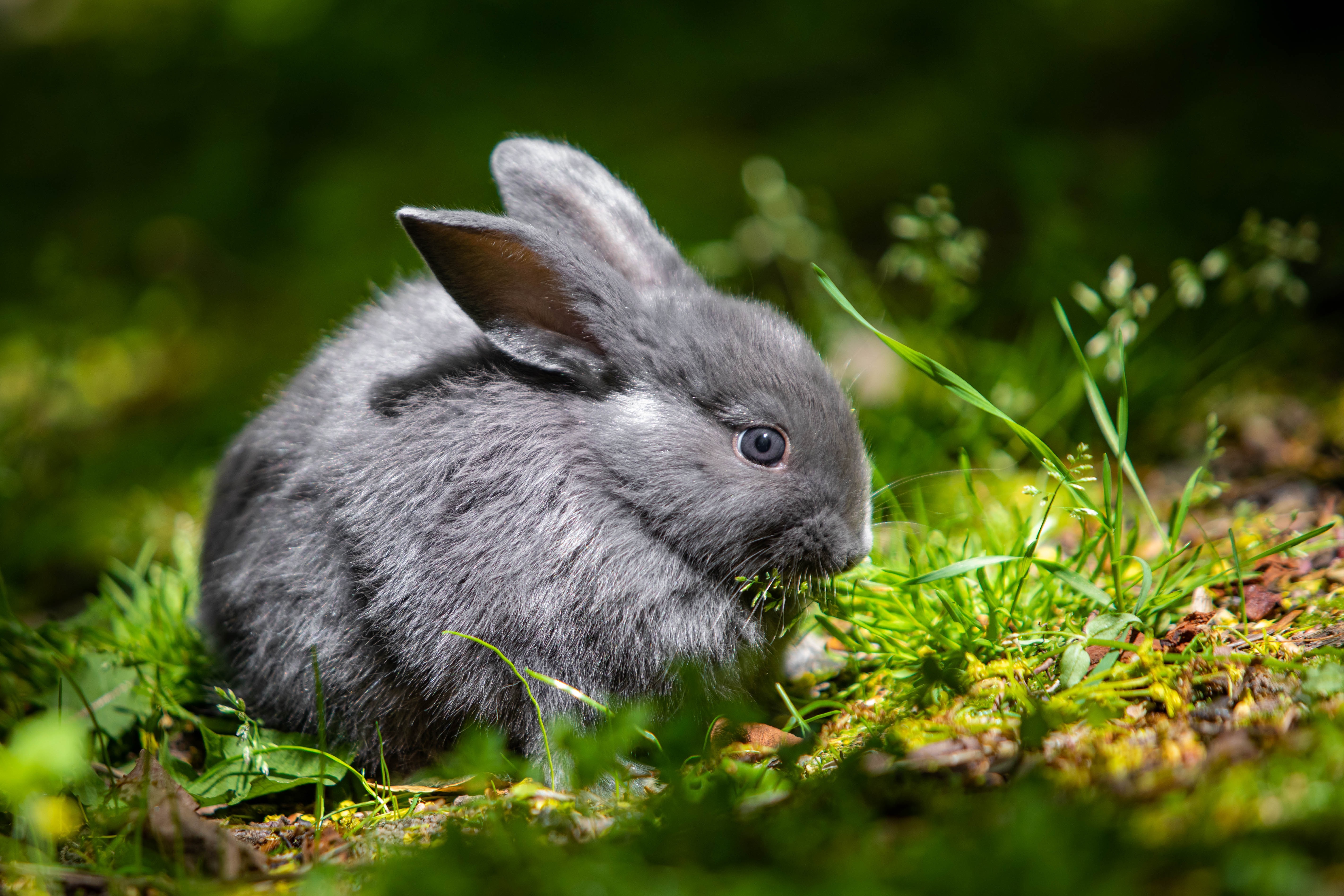Rabbit 4K Gallery HD Wallpaper