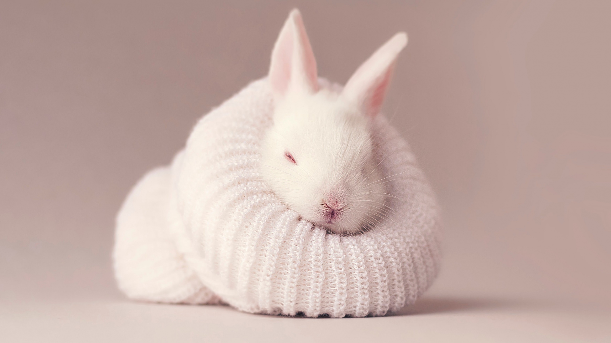 White rabbit Wallpaper 4K, Newborn, Baby bunny