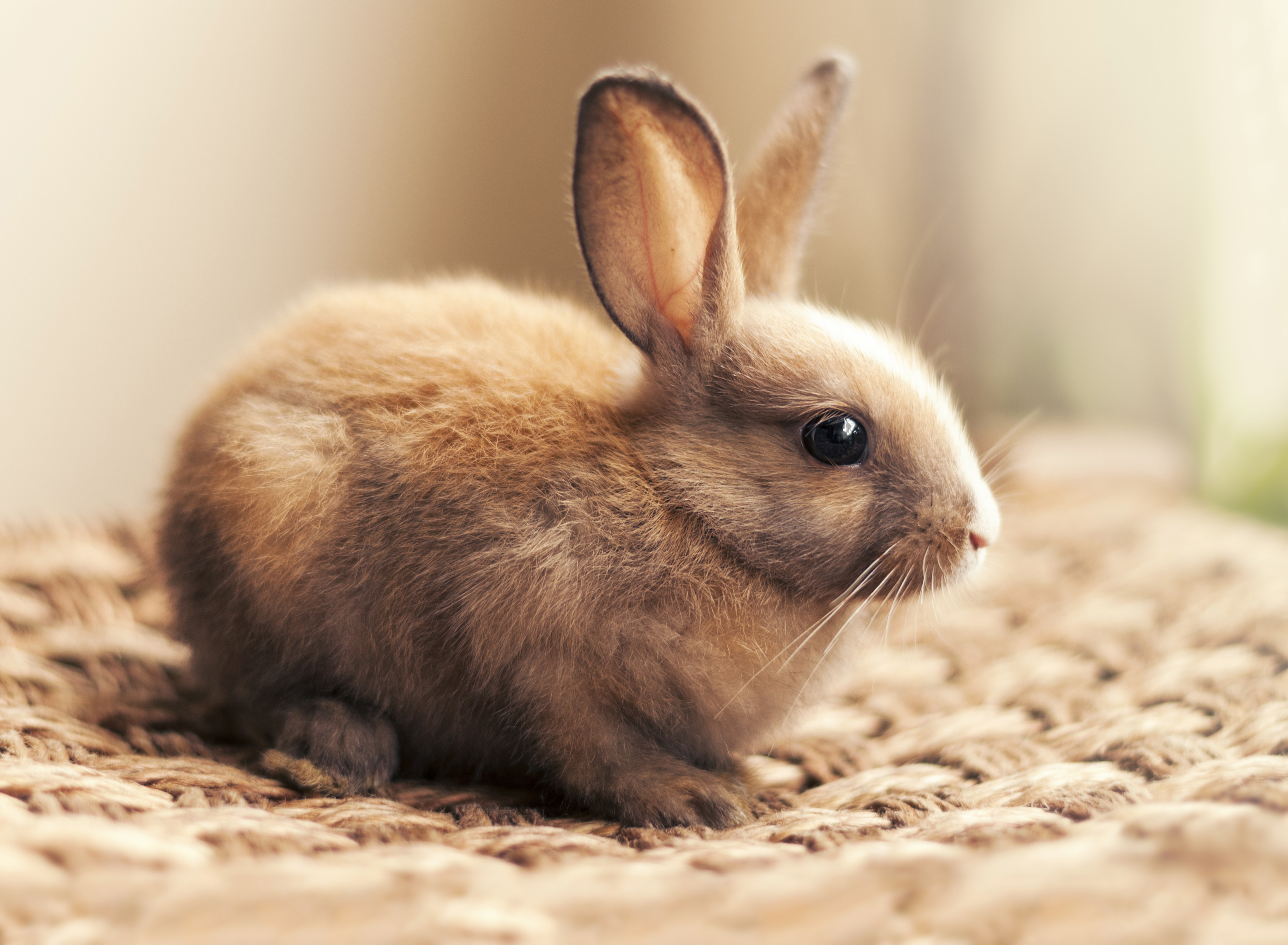 Wallpaper rabbit Food Closeup 3845x2820