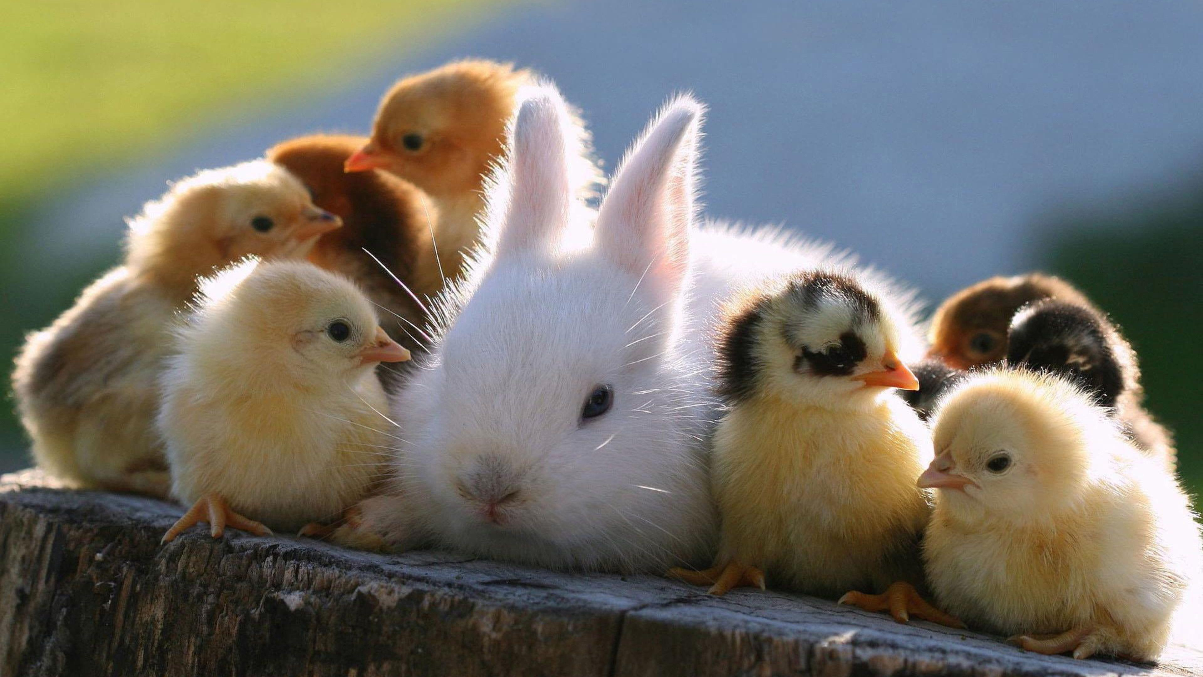 Wallpaper / rabbit, baby, chick, bunny, 4K, cute, easter, chicks free download
