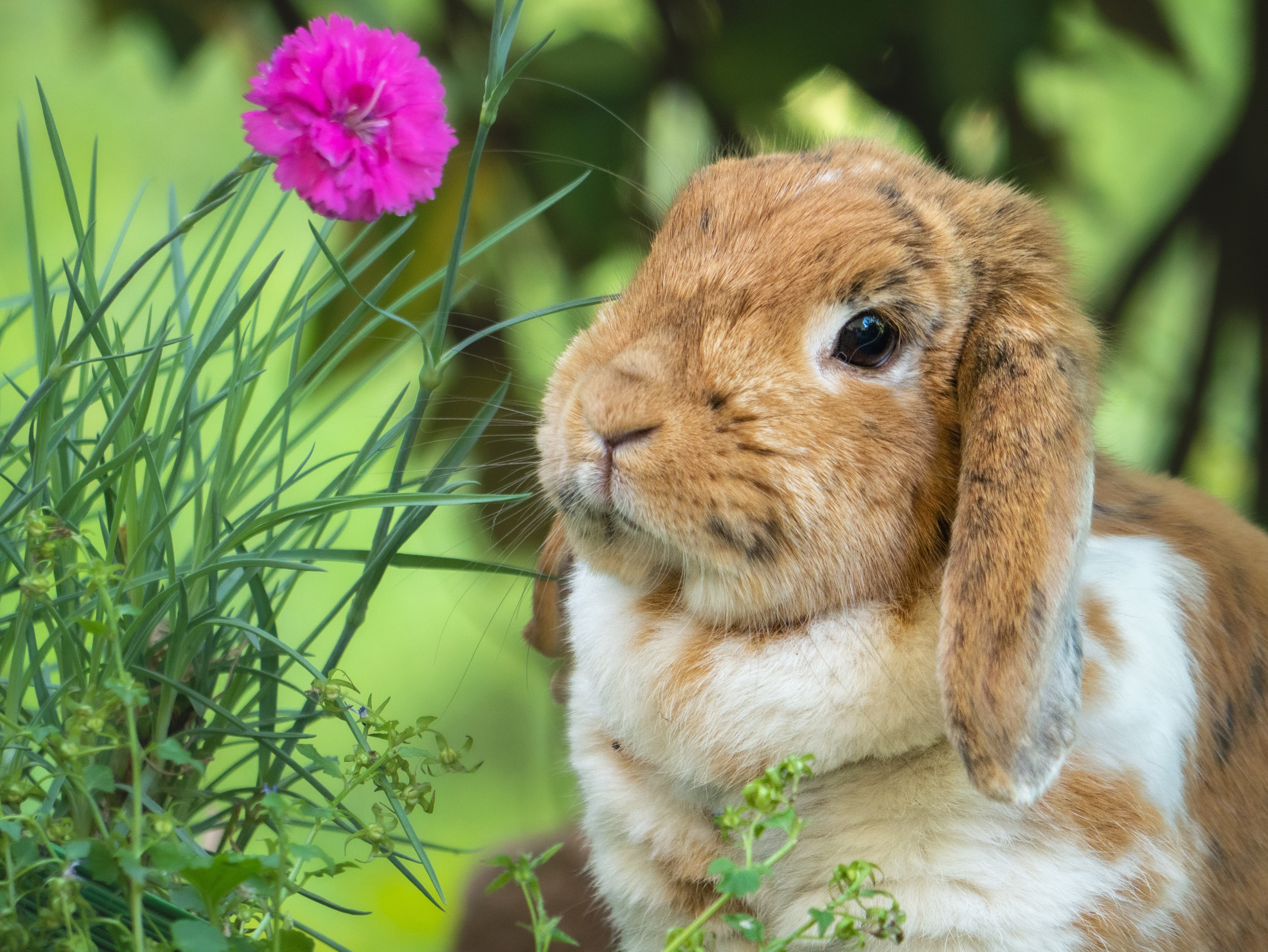 4K Rabbit Wallpaper and Background Image