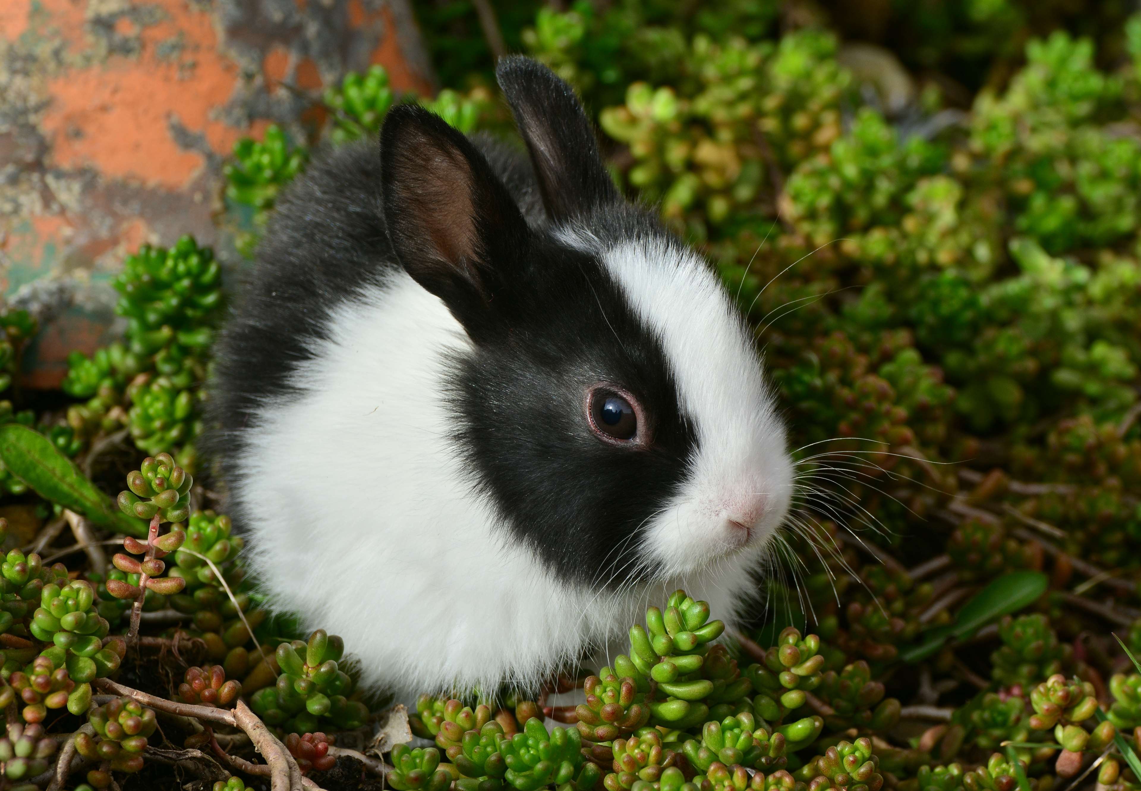 bunny, cute, fur, hare, nager, pet 4k Gallery HD Wallpaper