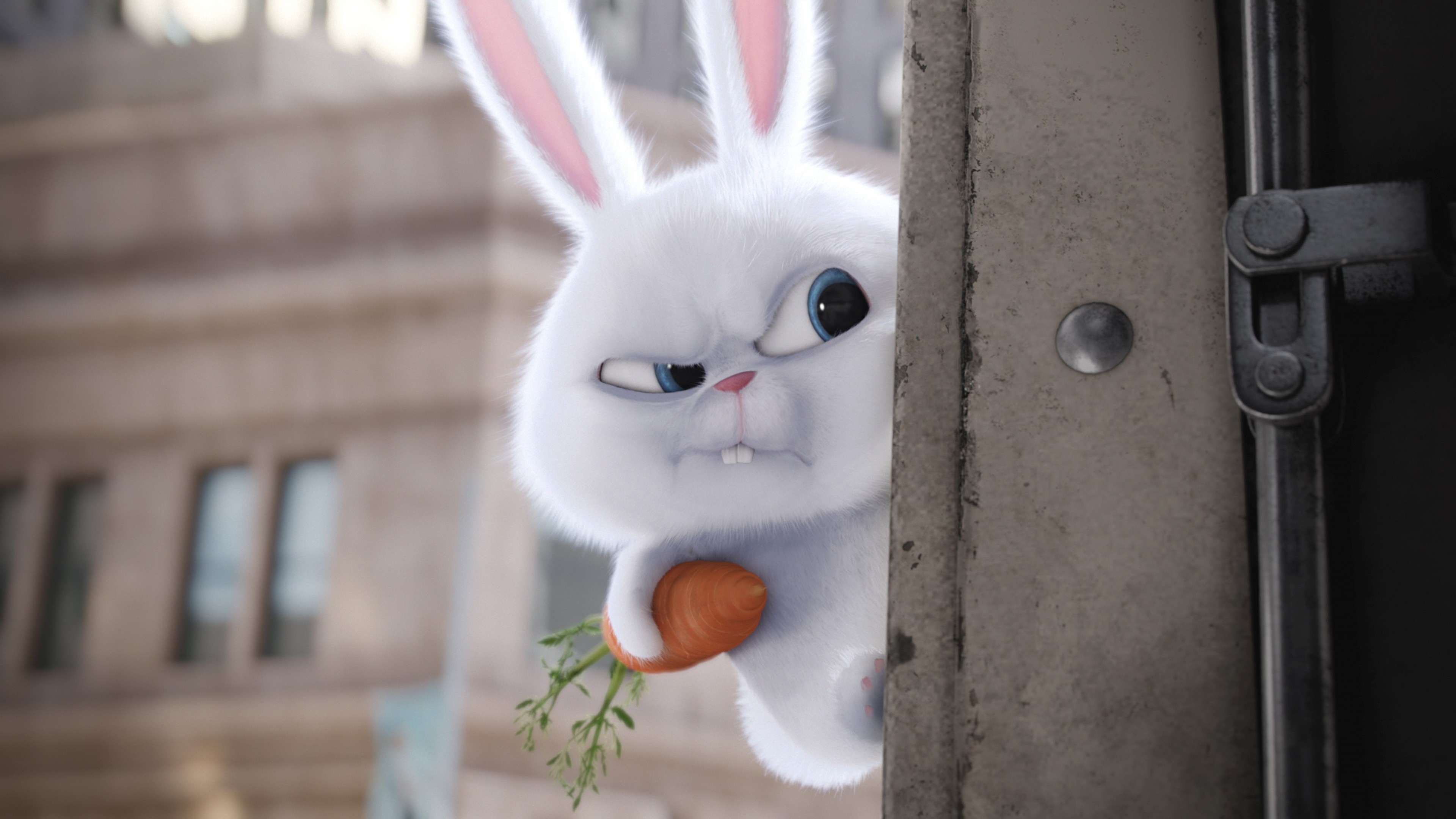 rabbit 1080P, 2k, 4k Full HD Wallpaper, Background Free Download