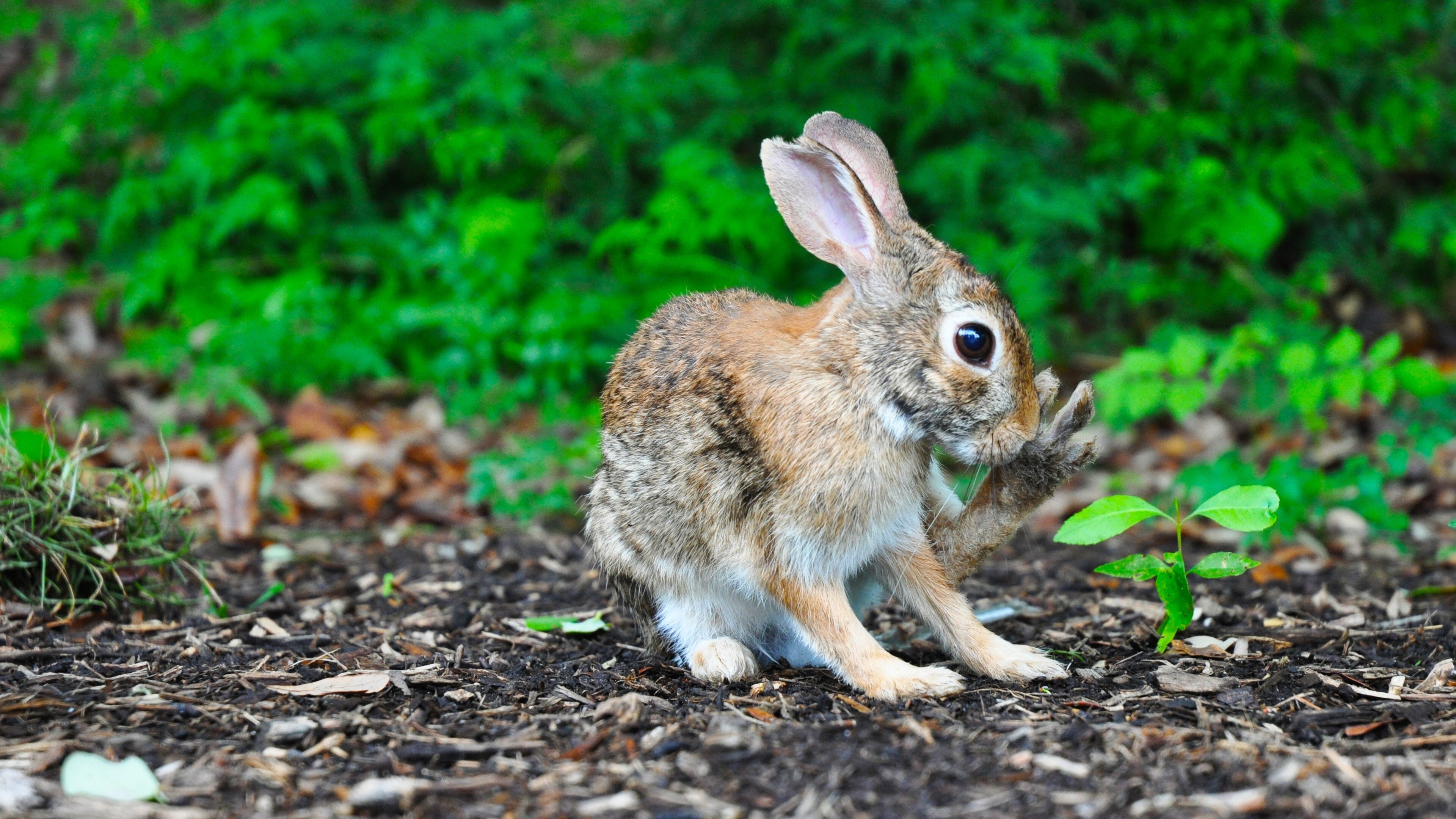 Charming Rabbit Baby 4K Wallpaper