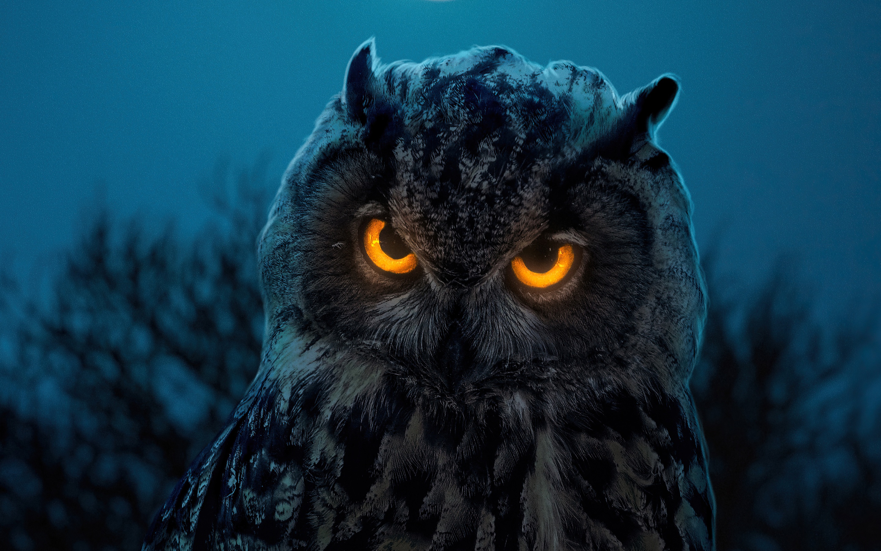 Wallpaper 4k Owl Glowing Eyes 4k Wallpaper