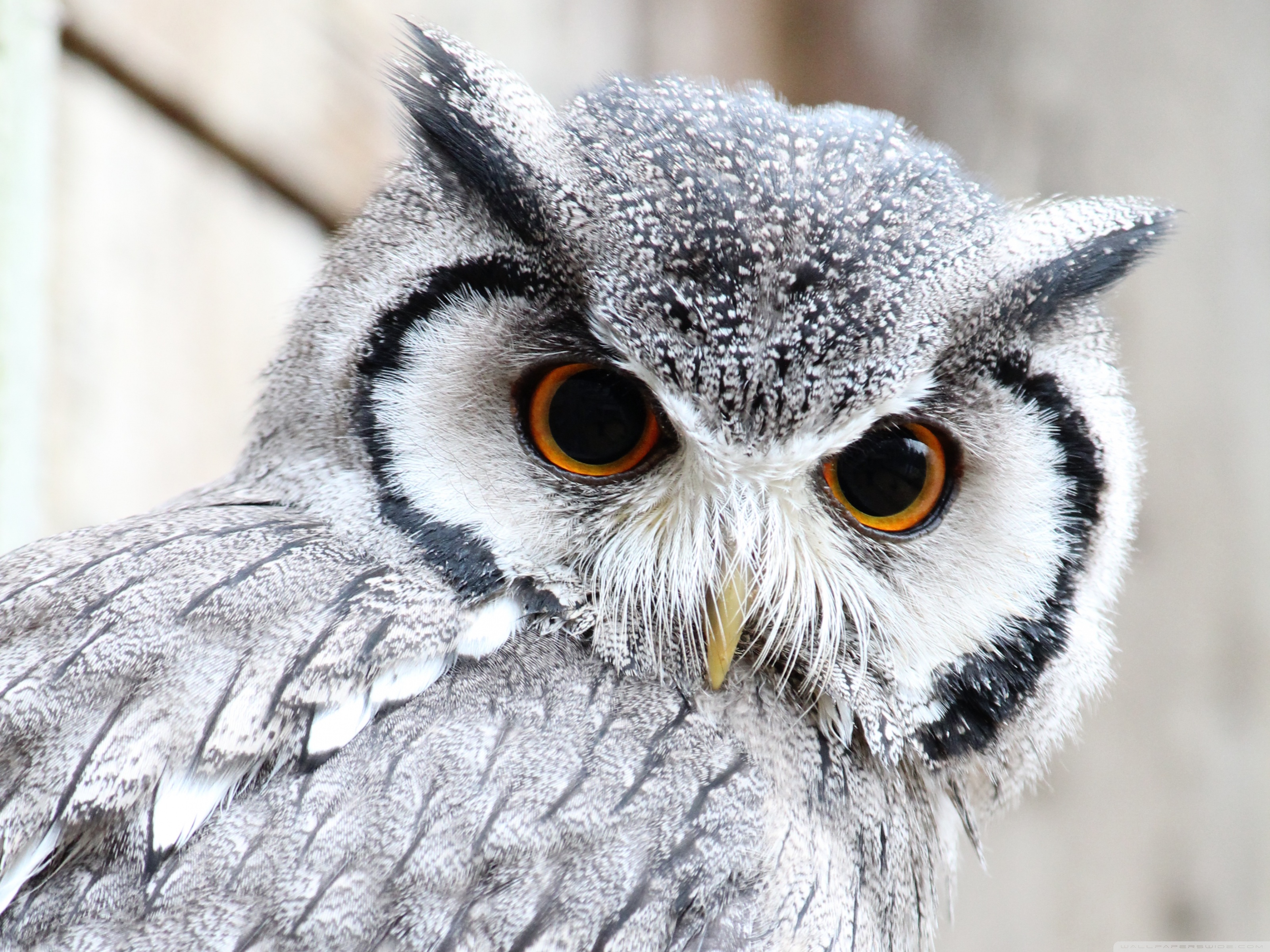 Cool Owl Desktop Wallpaper