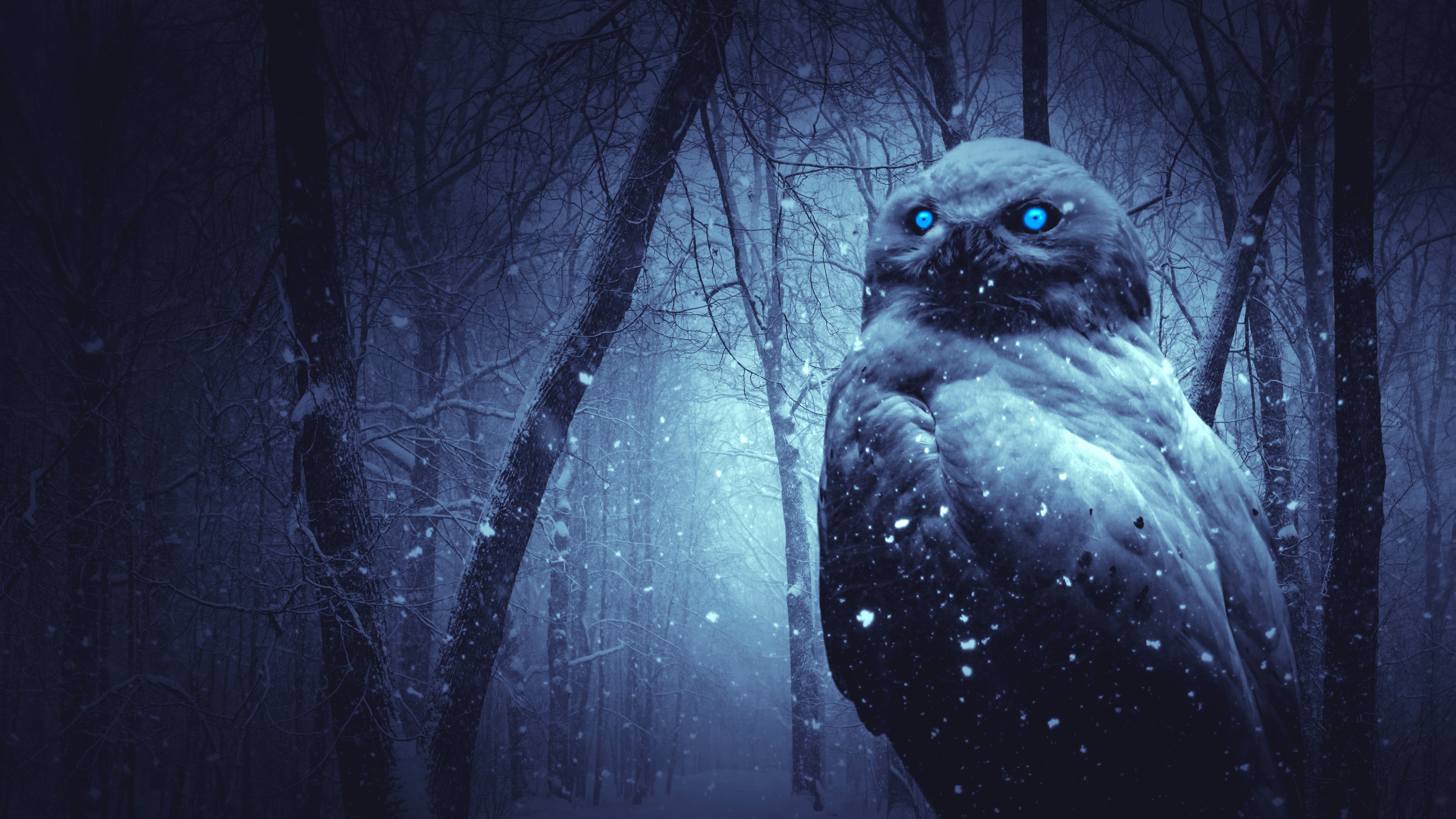 Owl Wallpaper 4K, Forest, Winter, Dark