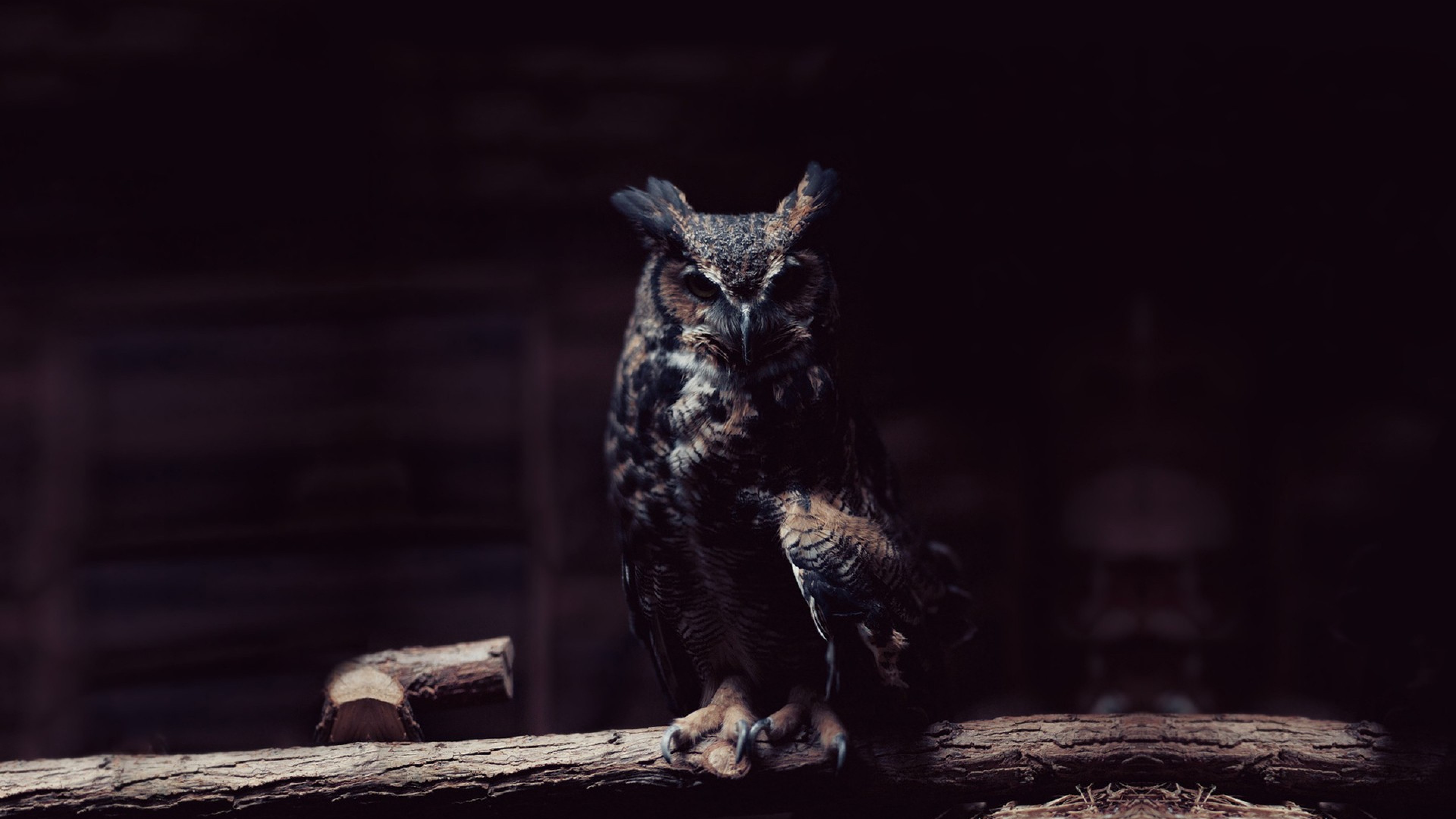 Owl HD Wallpaper 4K Ultra HD