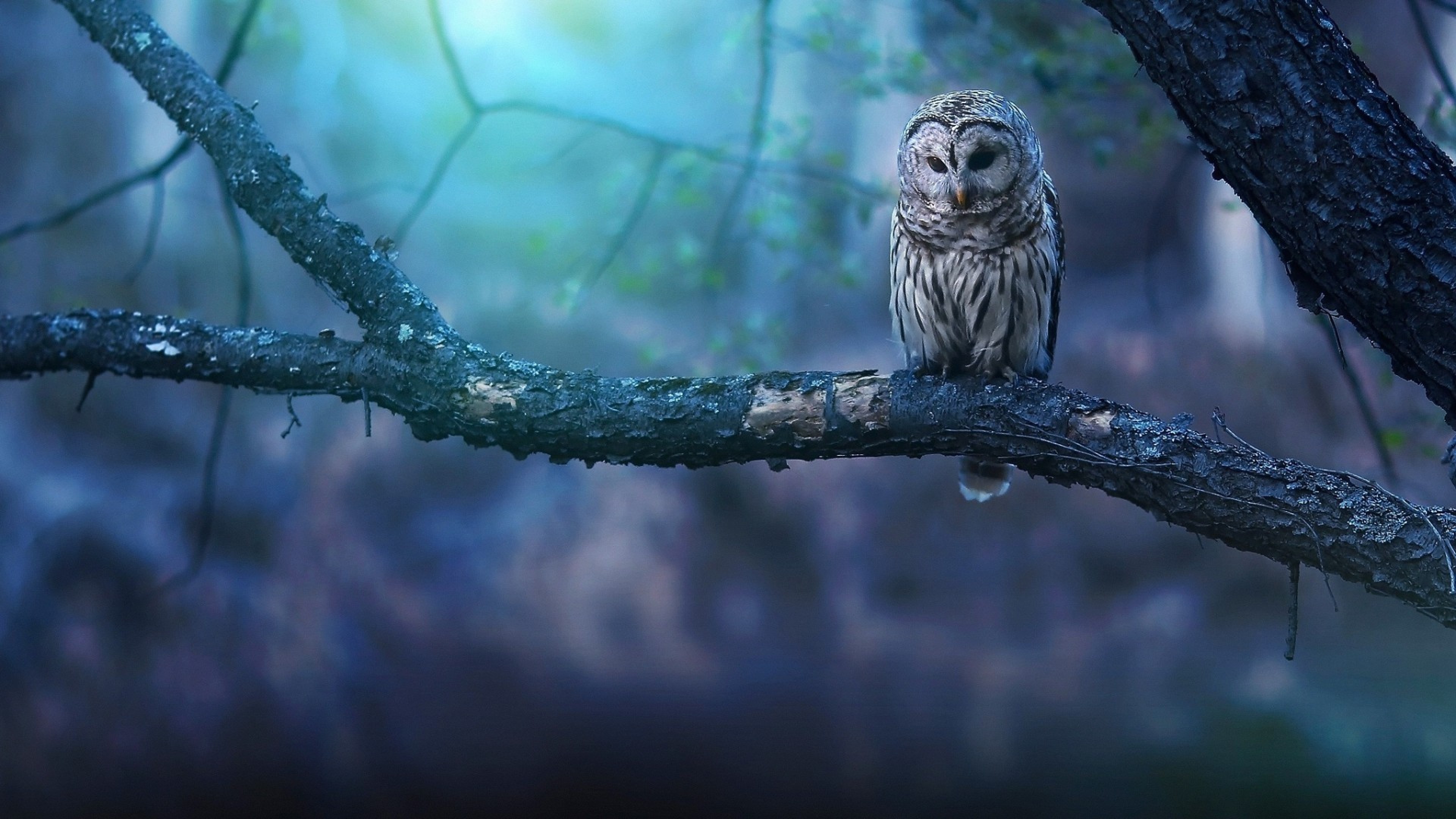 Owl at tree HD Wallpaper 4K Ultra HD