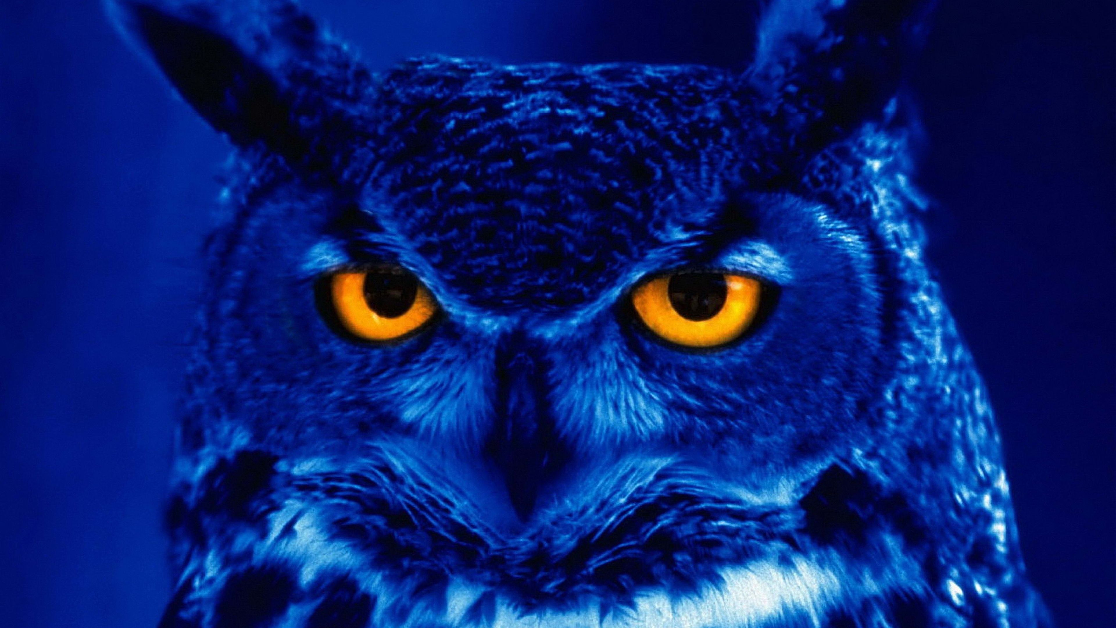 4K Owl Wallpaper