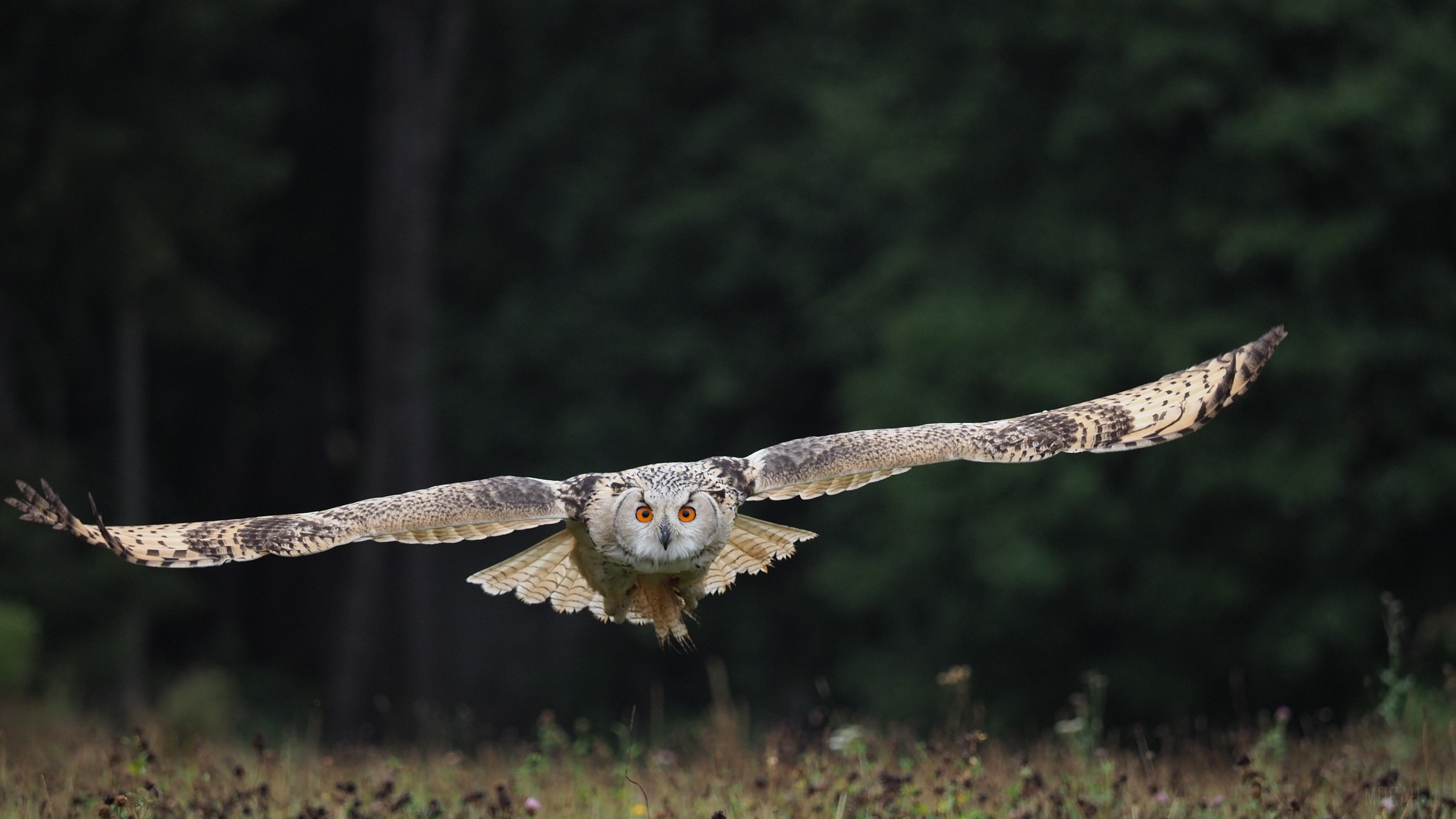 Bird, Owl, Wildlife 4k Gallery HD Wallpaper