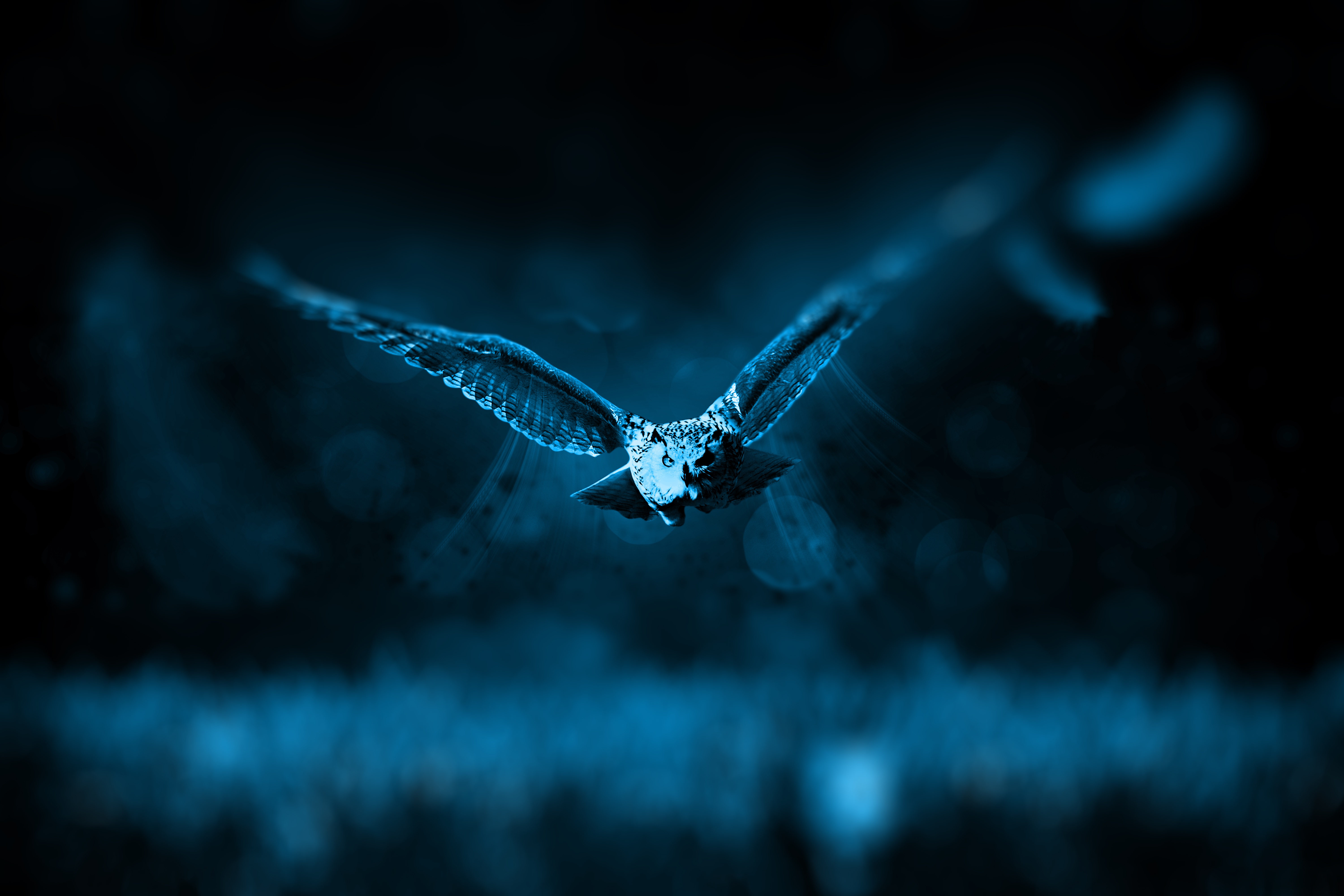 Owl 4k Ultra HD Wallpaper