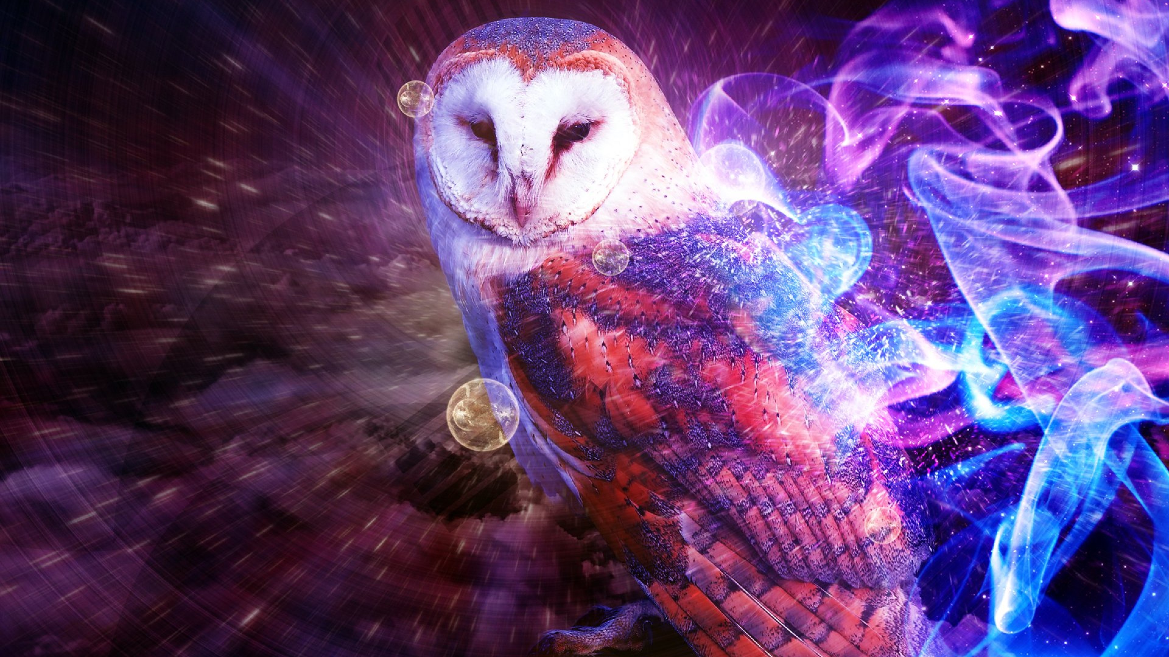 Free Cute Colorful Owl Wallpaper for Desktop and Mobiles 4K Ultra HD