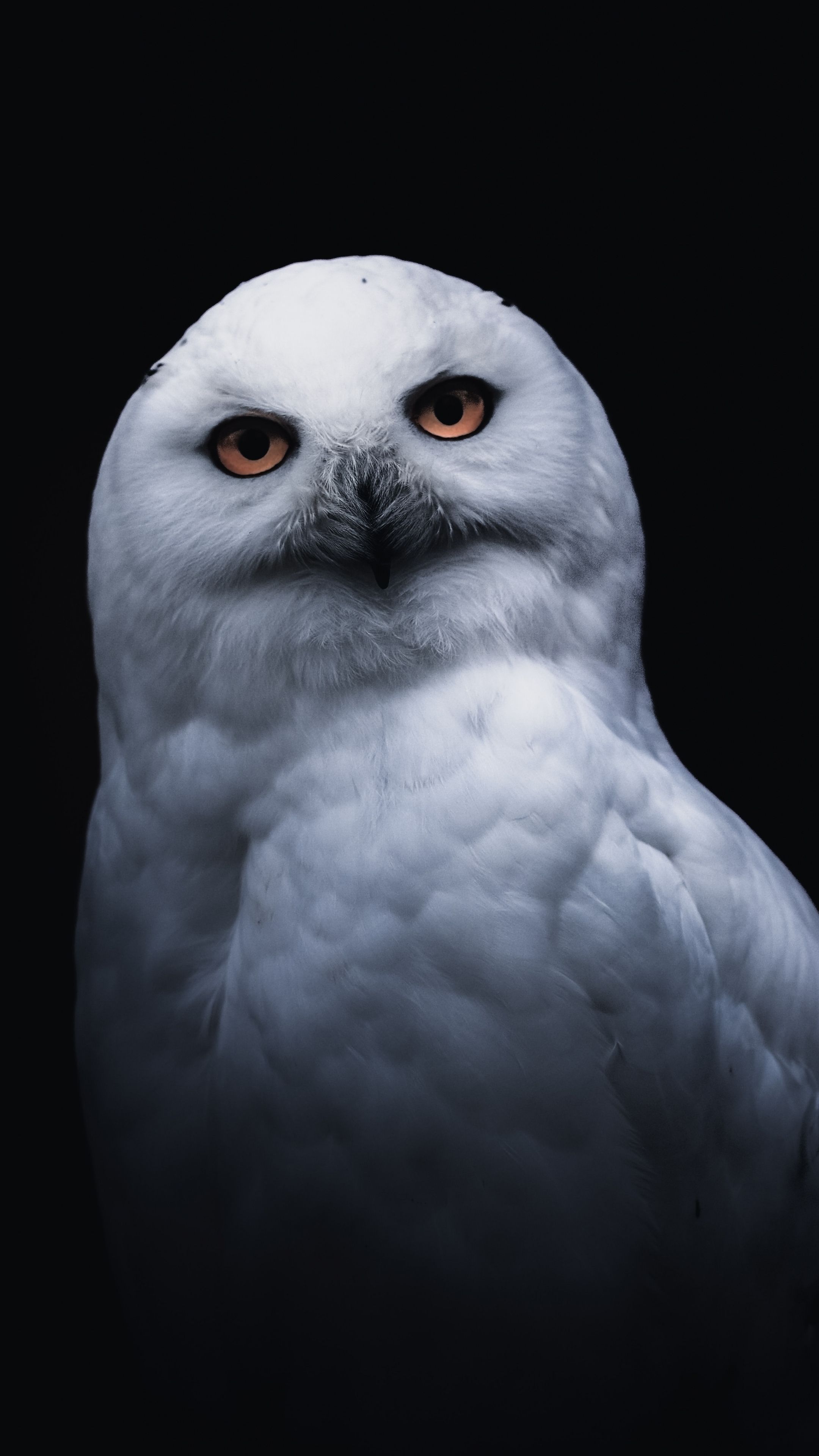 White owl, portrait wallpaper. White owl, Owl wallpaper, Owl