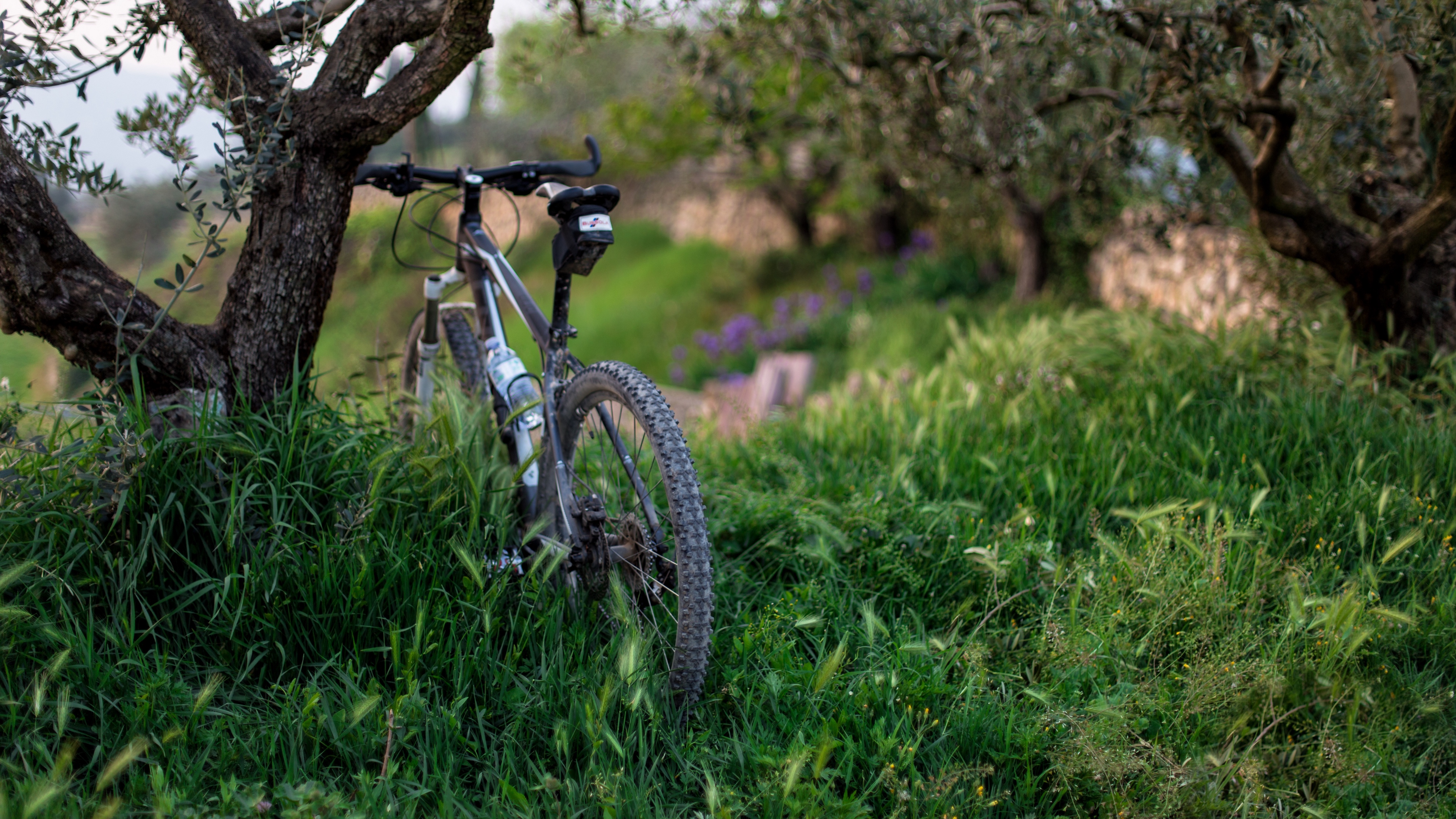 Wallpaper 4k bicycle, grass, trees 4k Wallpaper