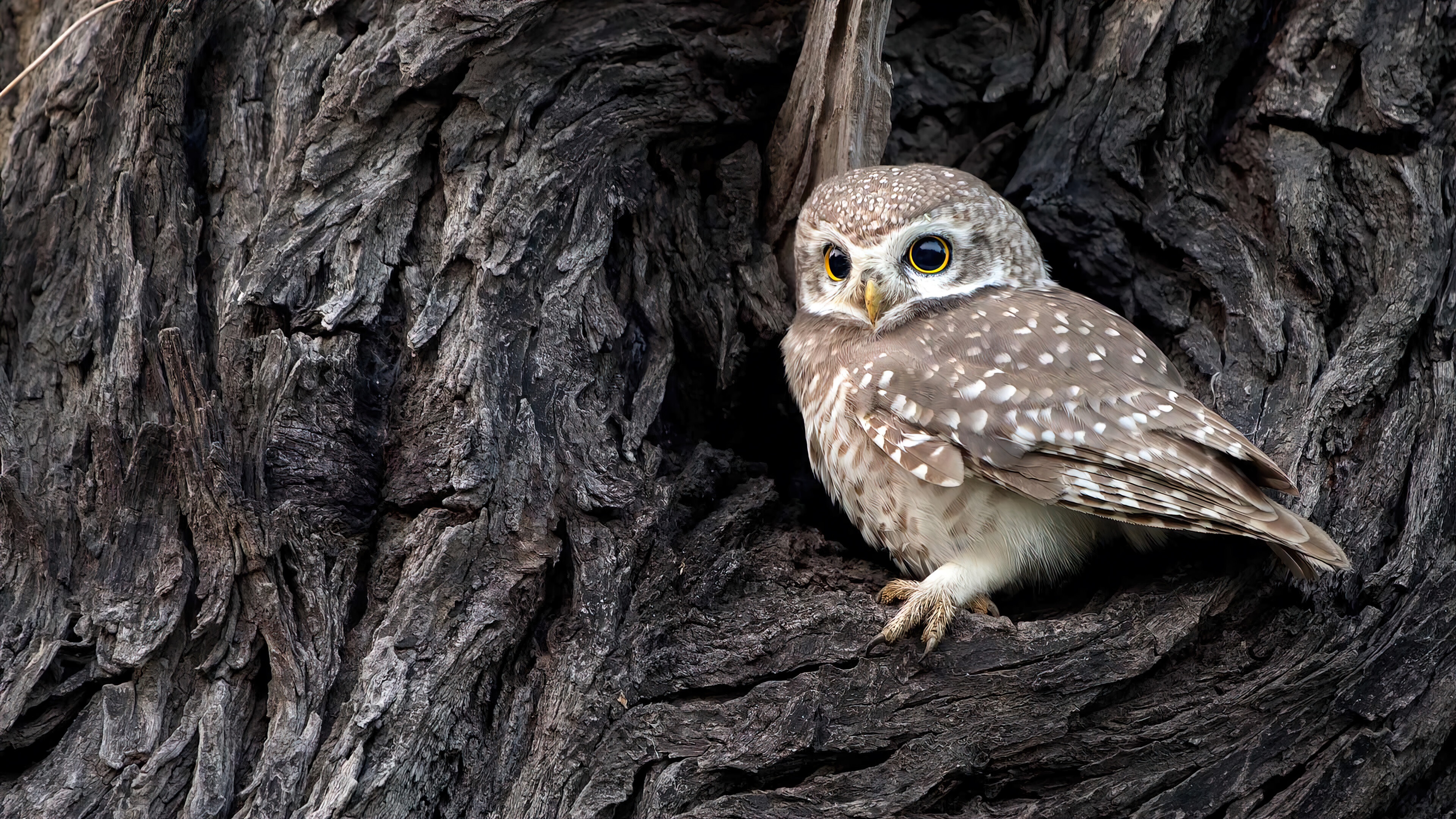 owl, owlet, bird, animal, 4k, pc Gallery HD Wallpaper
