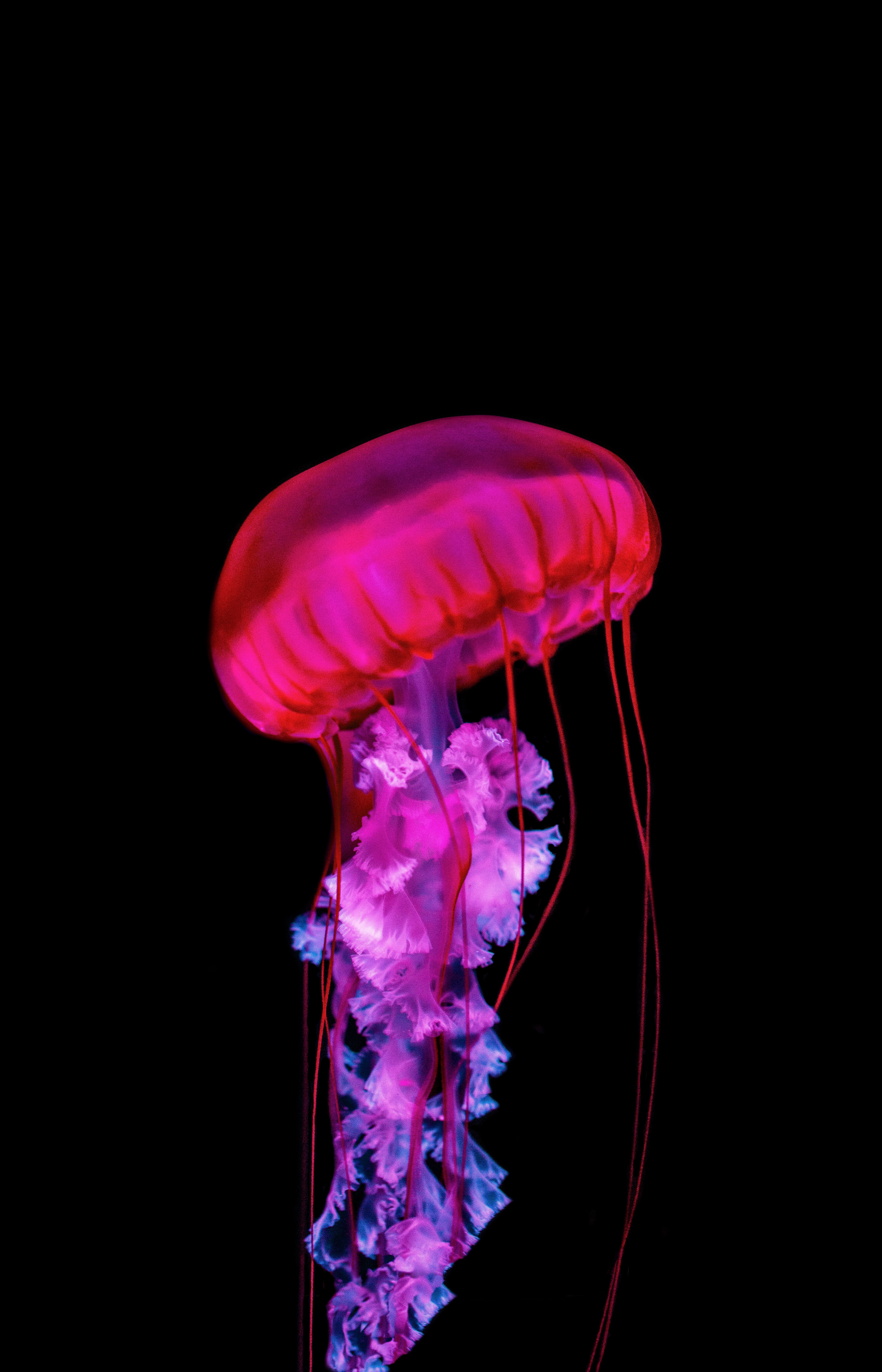 Download Jellyfish wallpaper for mobile phone, free Jellyfish HD picture