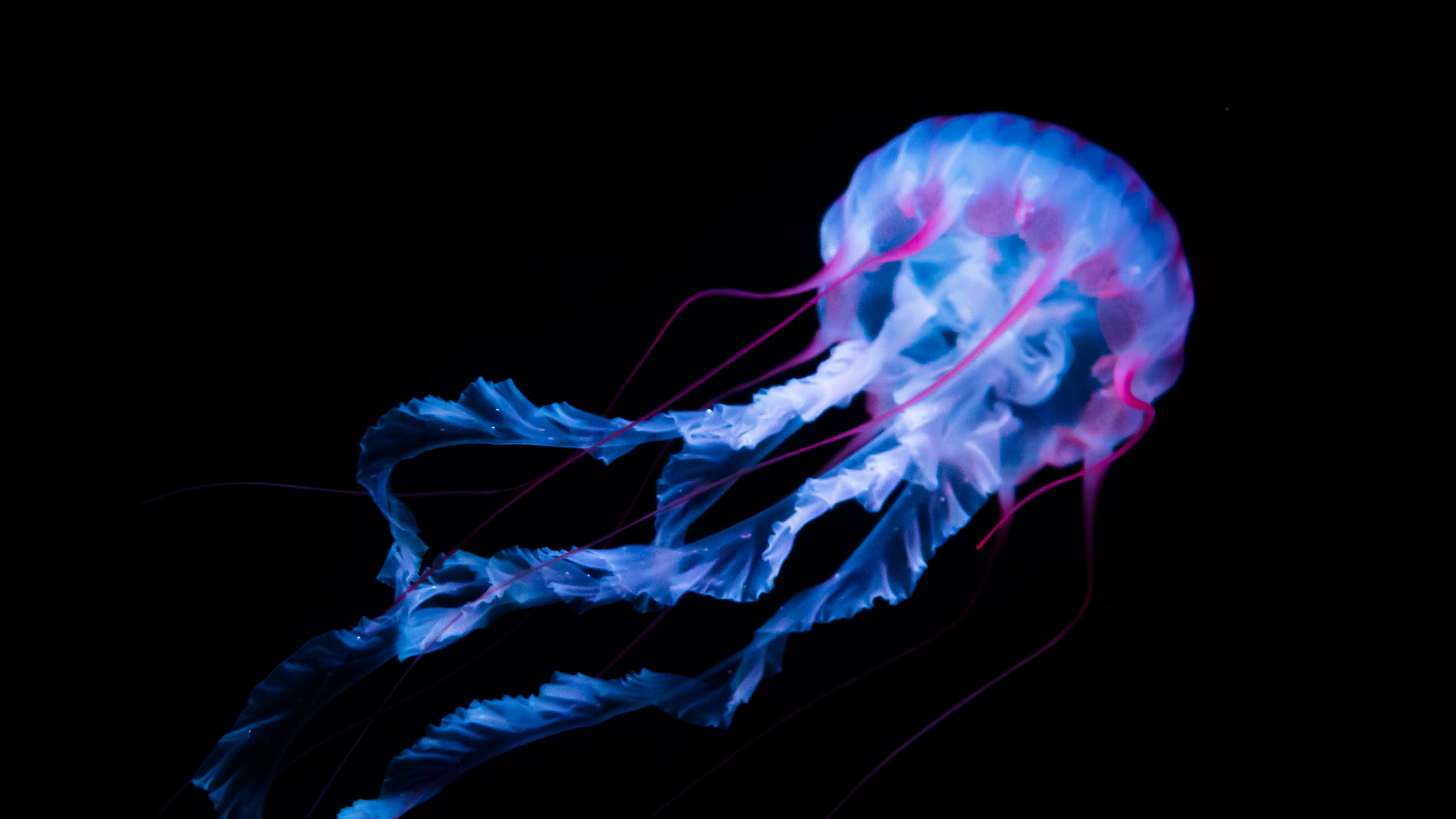 Jellyfish Wallpaper 4K, Aquarium, Black background