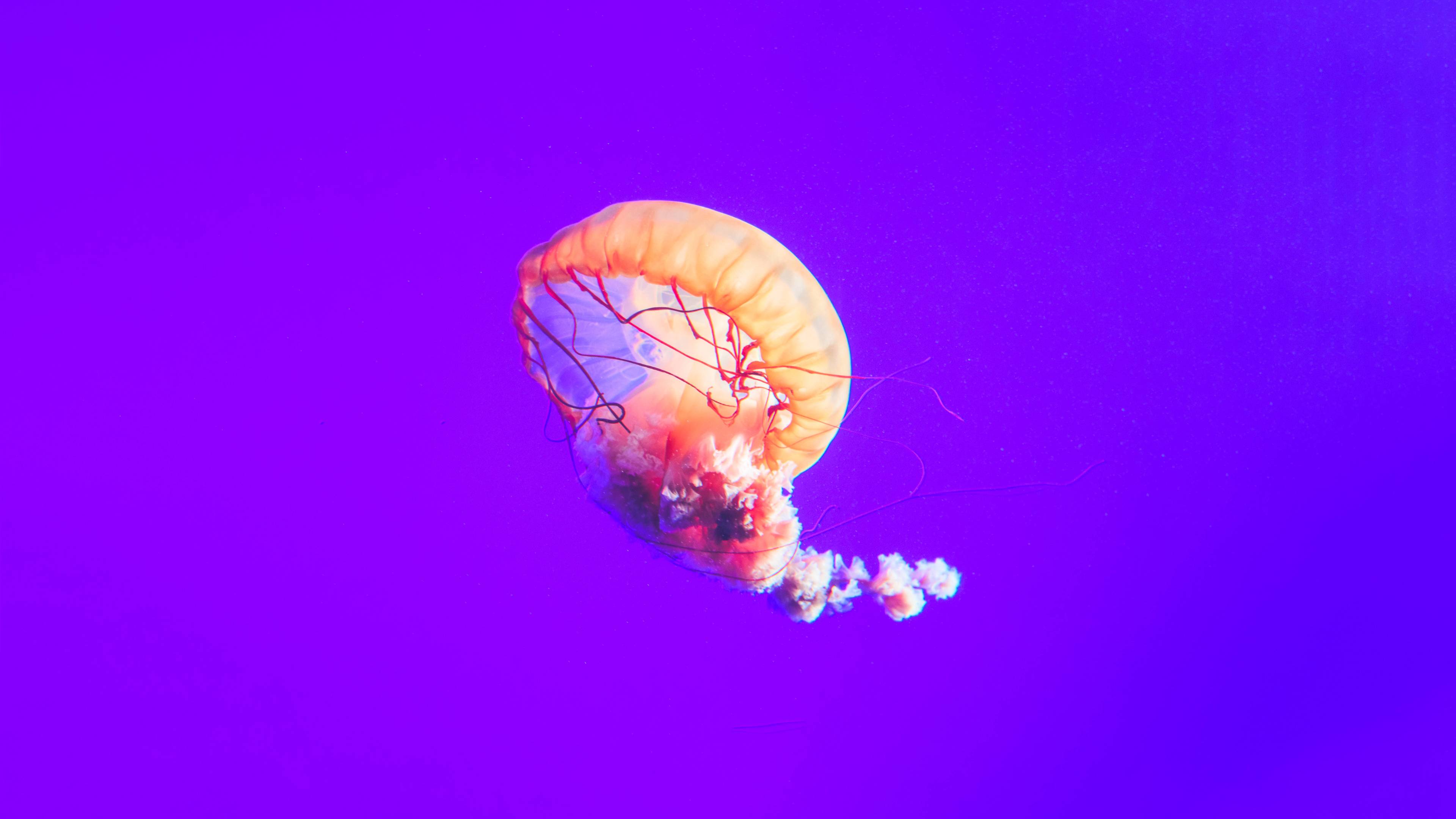 Wallpaper 4k Jellyfish 12k Wallpaper