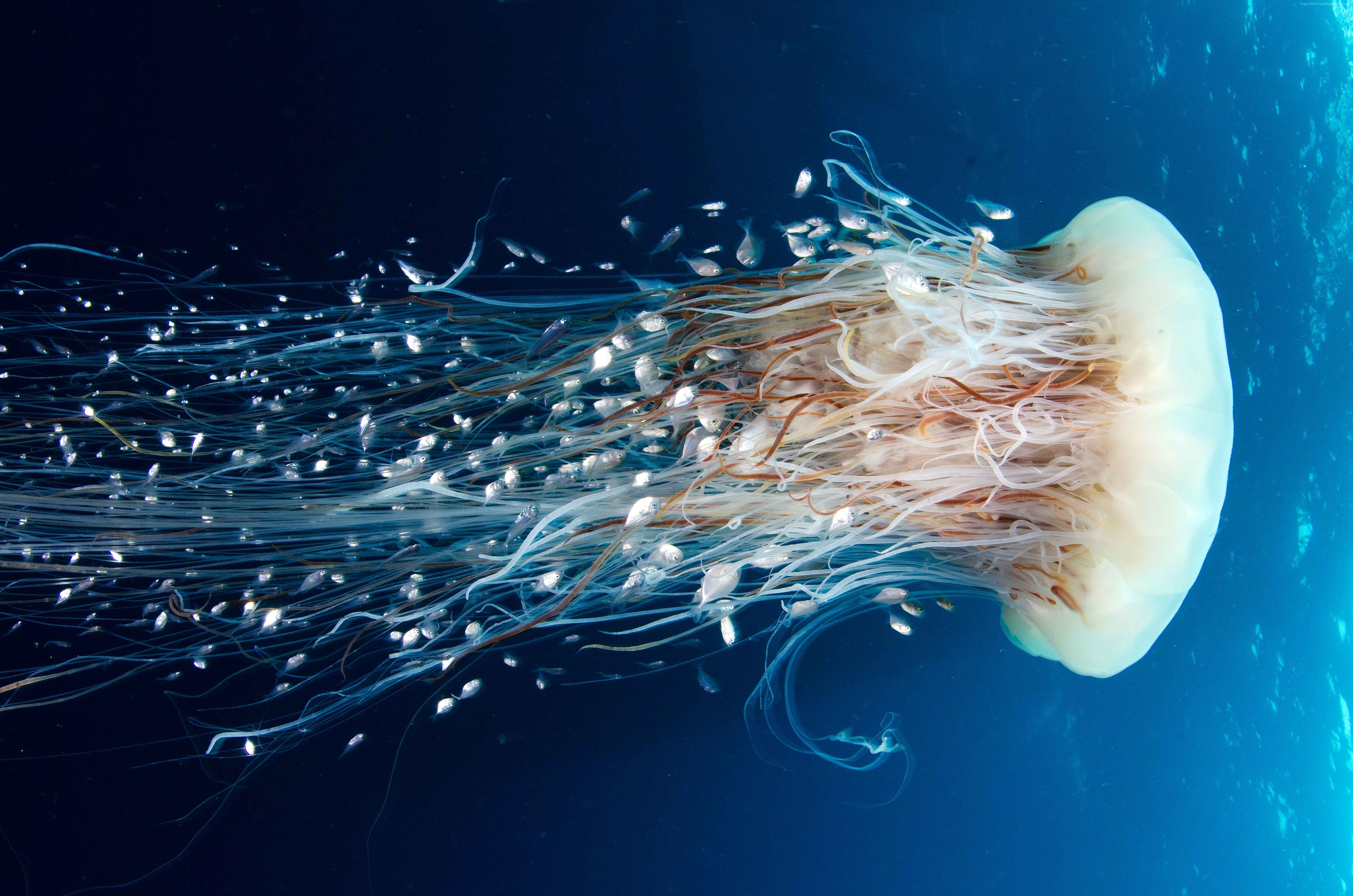HD, Jellyfish, Rangiroa, diving, 8k, tourism, 4k, Pacific Ocean, 5k Gallery HD Wallpaper
