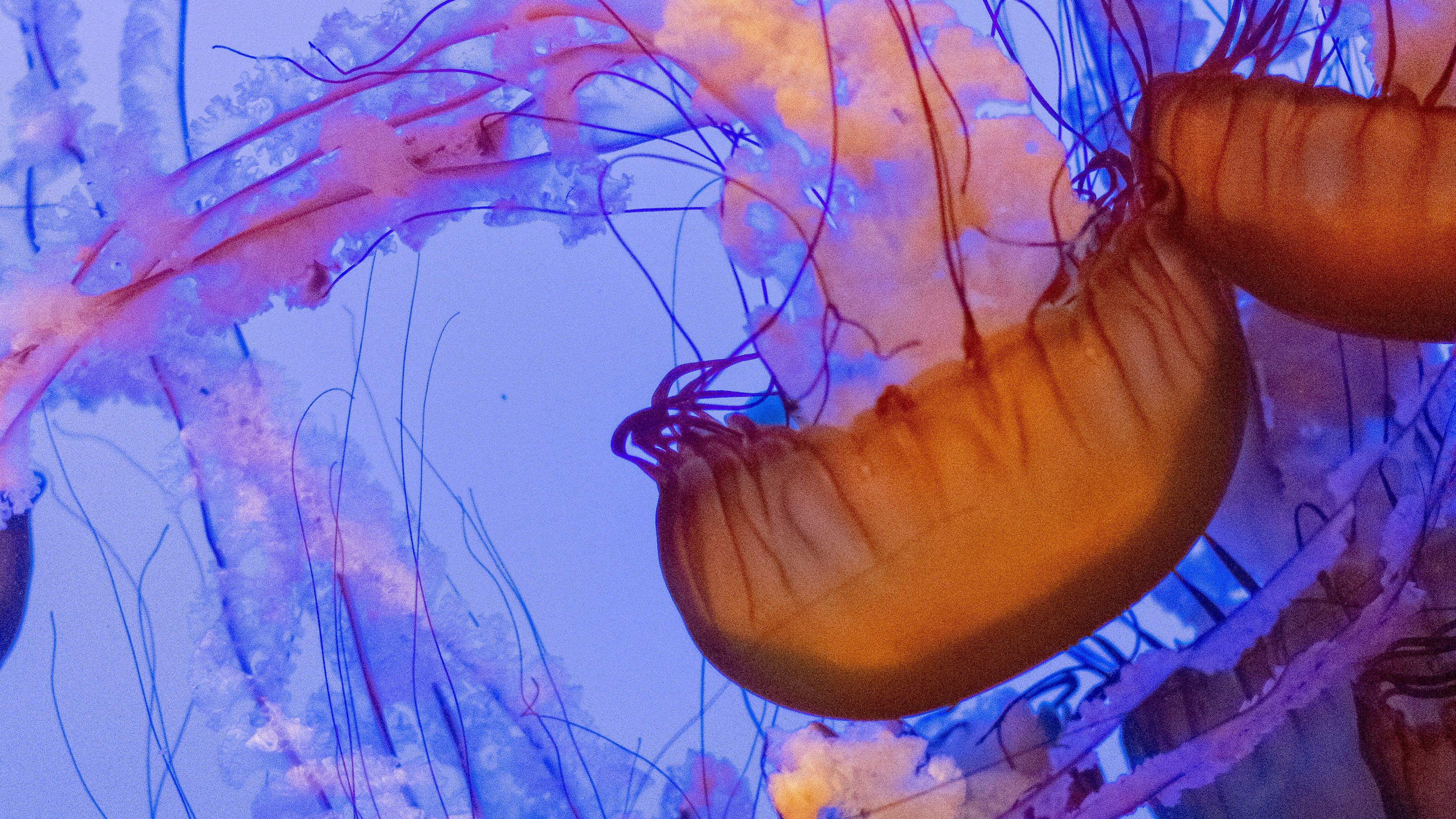 Jellyfish Tentacles 4K wallpaper