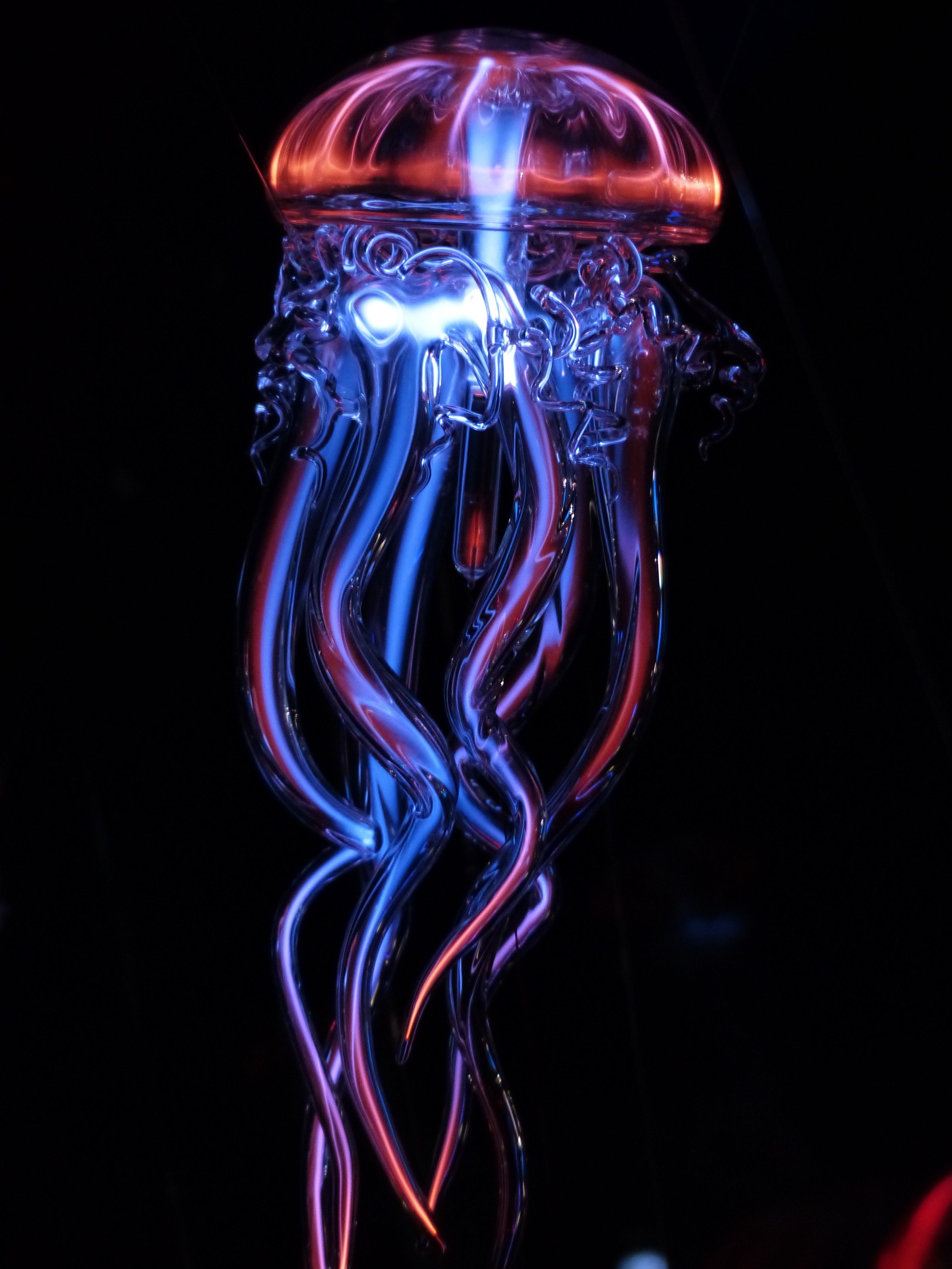 Wallpaper / jellyfish bioluminescence underwater and water HD 4k wallpaper free download