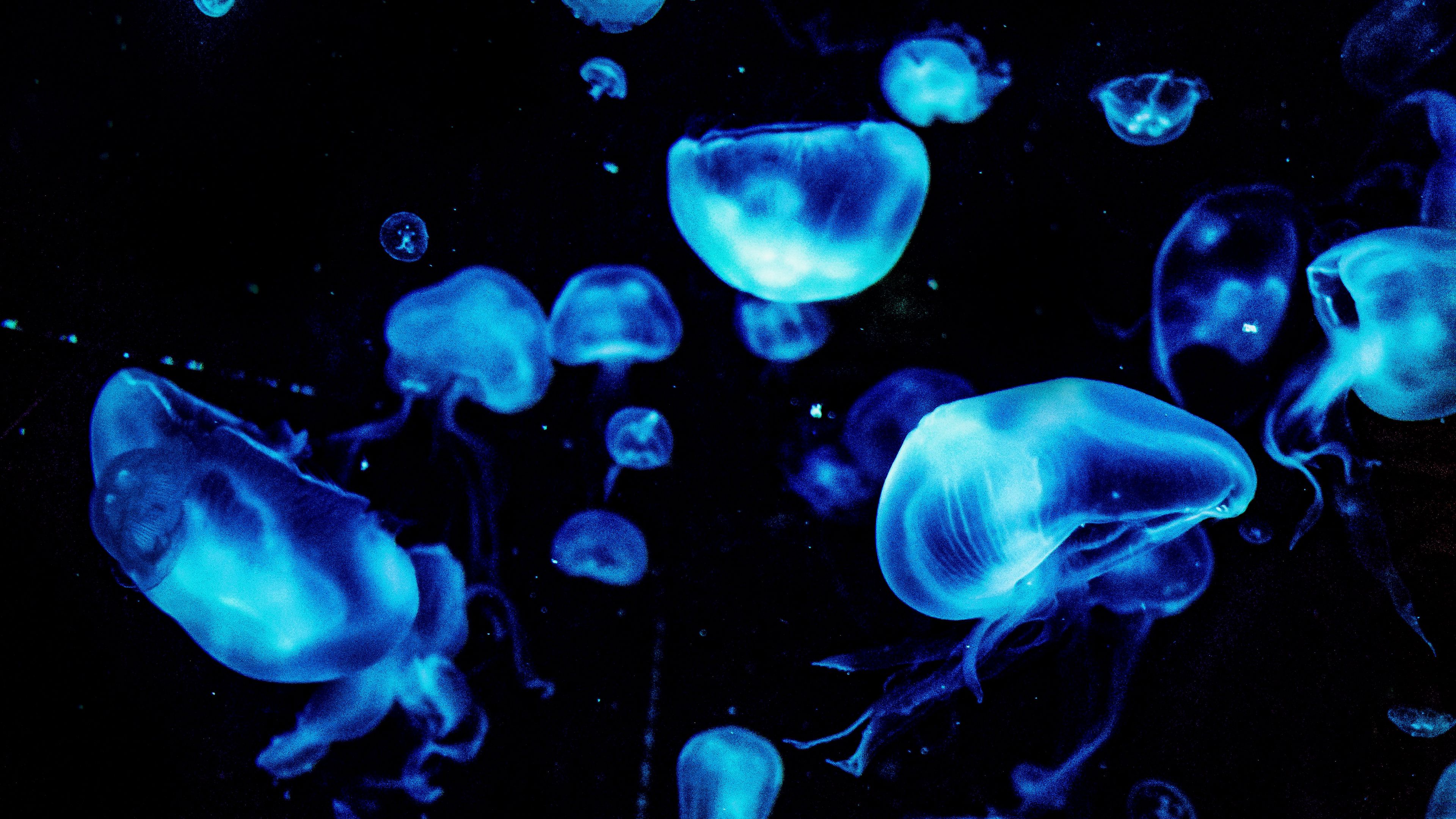 Download wallpaper 3840x2160 jellyfish, blue, glow, underwater, dark 4k uhd 16:9 HD background