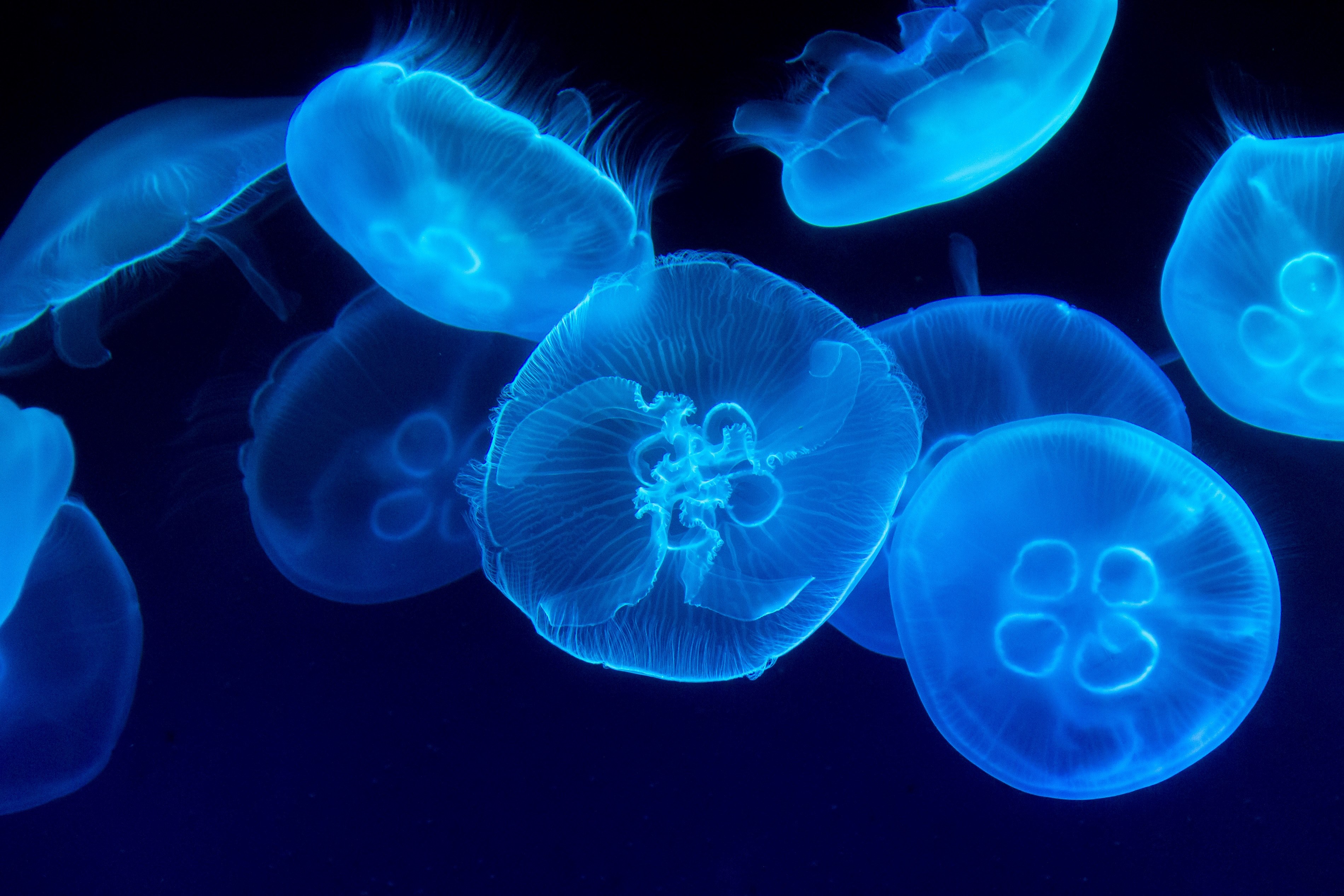 Wallpaper / jellyfish sea blue and underwater HD 4k wallpaper free download