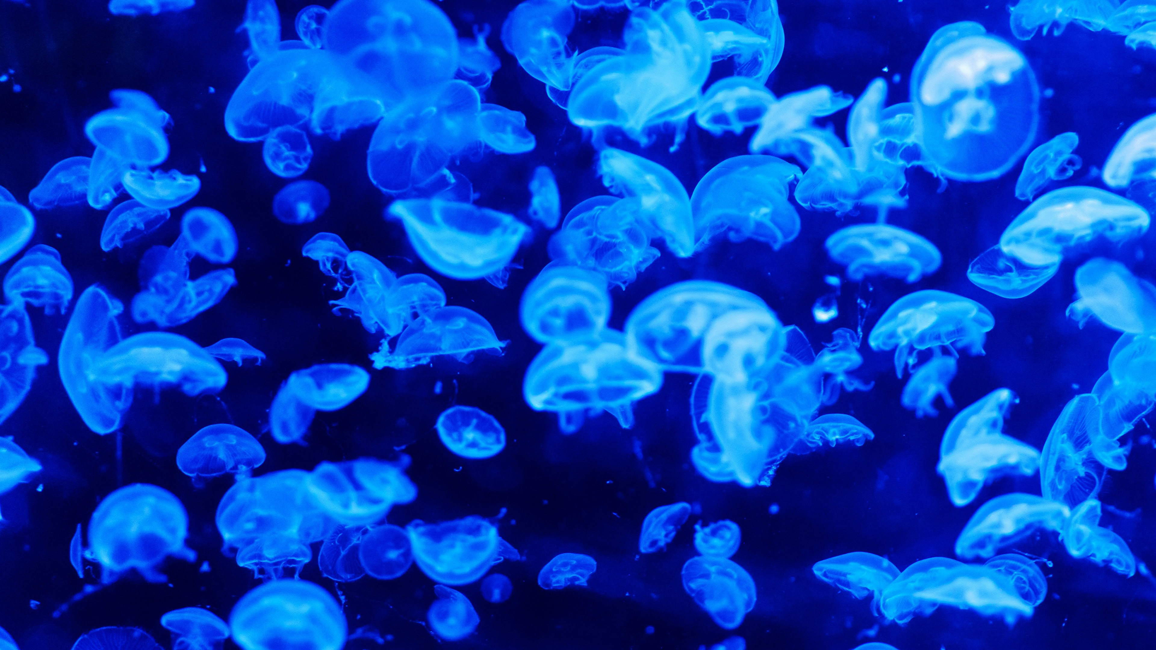 wallpaper for desktop, laptop. animal sea ocean blue jellyfish pattern