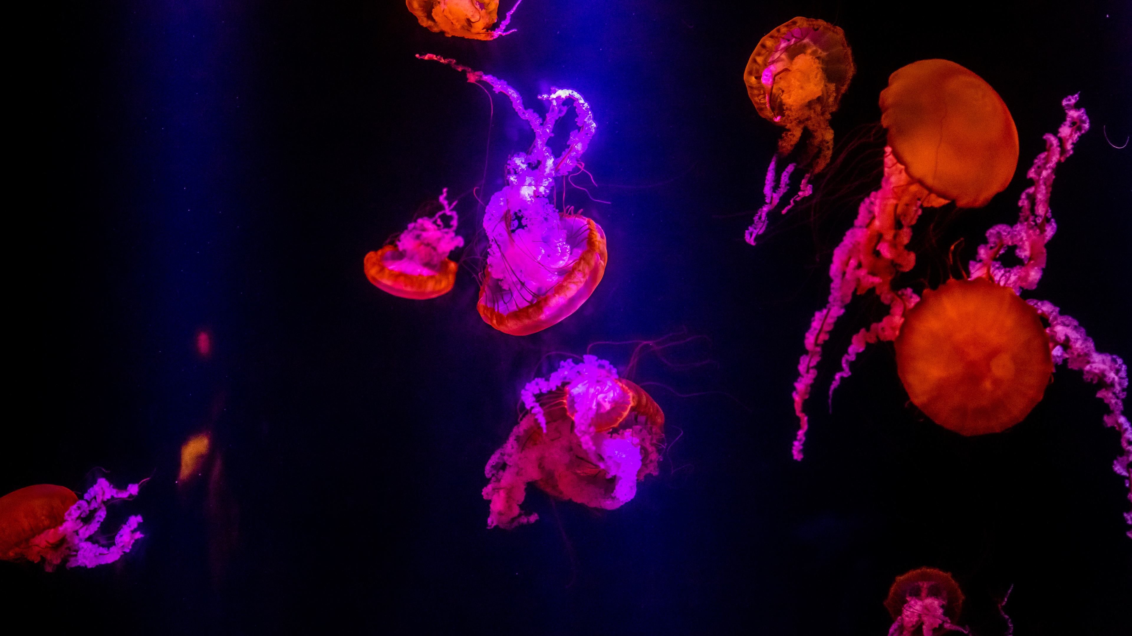 Download wallpaper 3840x2160 jellyfish, underwater, orange glow, pink 4k wallpaper, uhd wallpaper, 16:9 widescreen 3840x2160 HD background, 22980