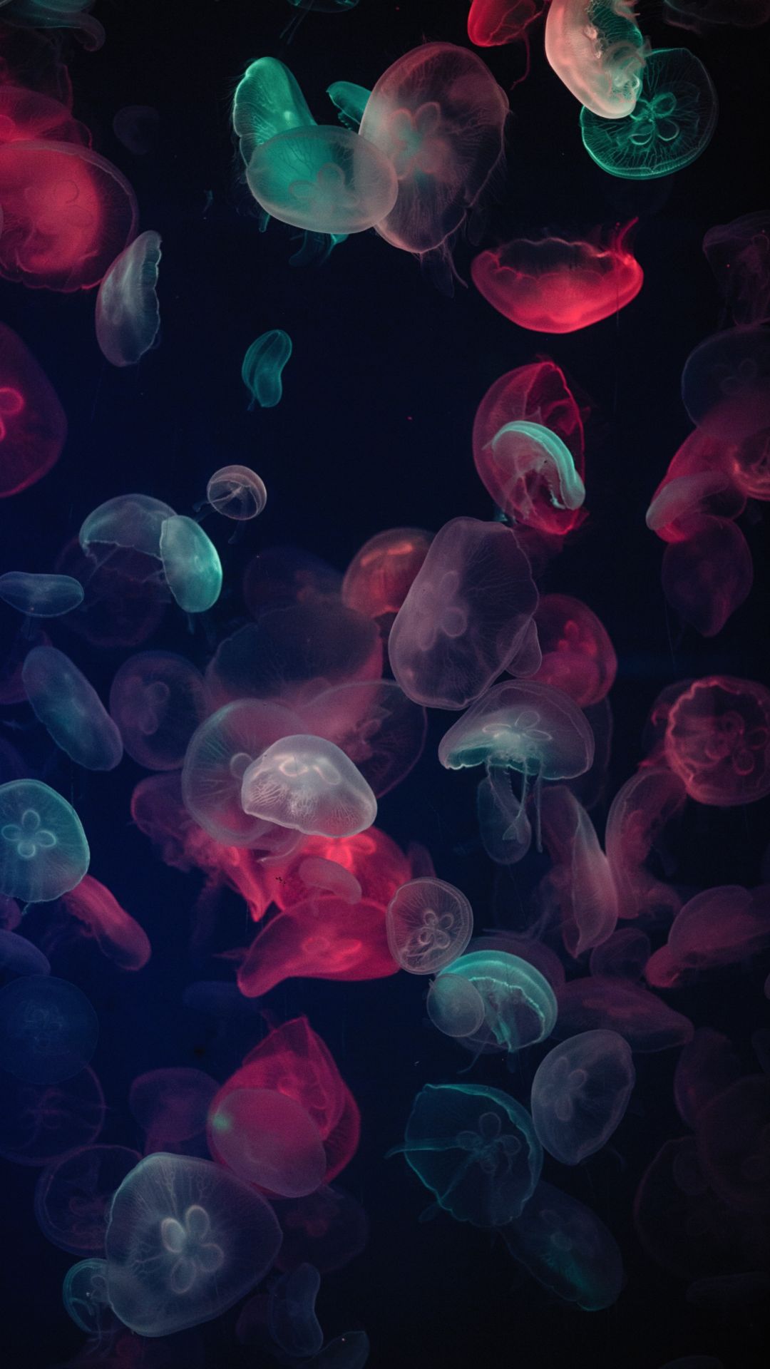 Jellyfish Wallpaper Jellyfish Background Download