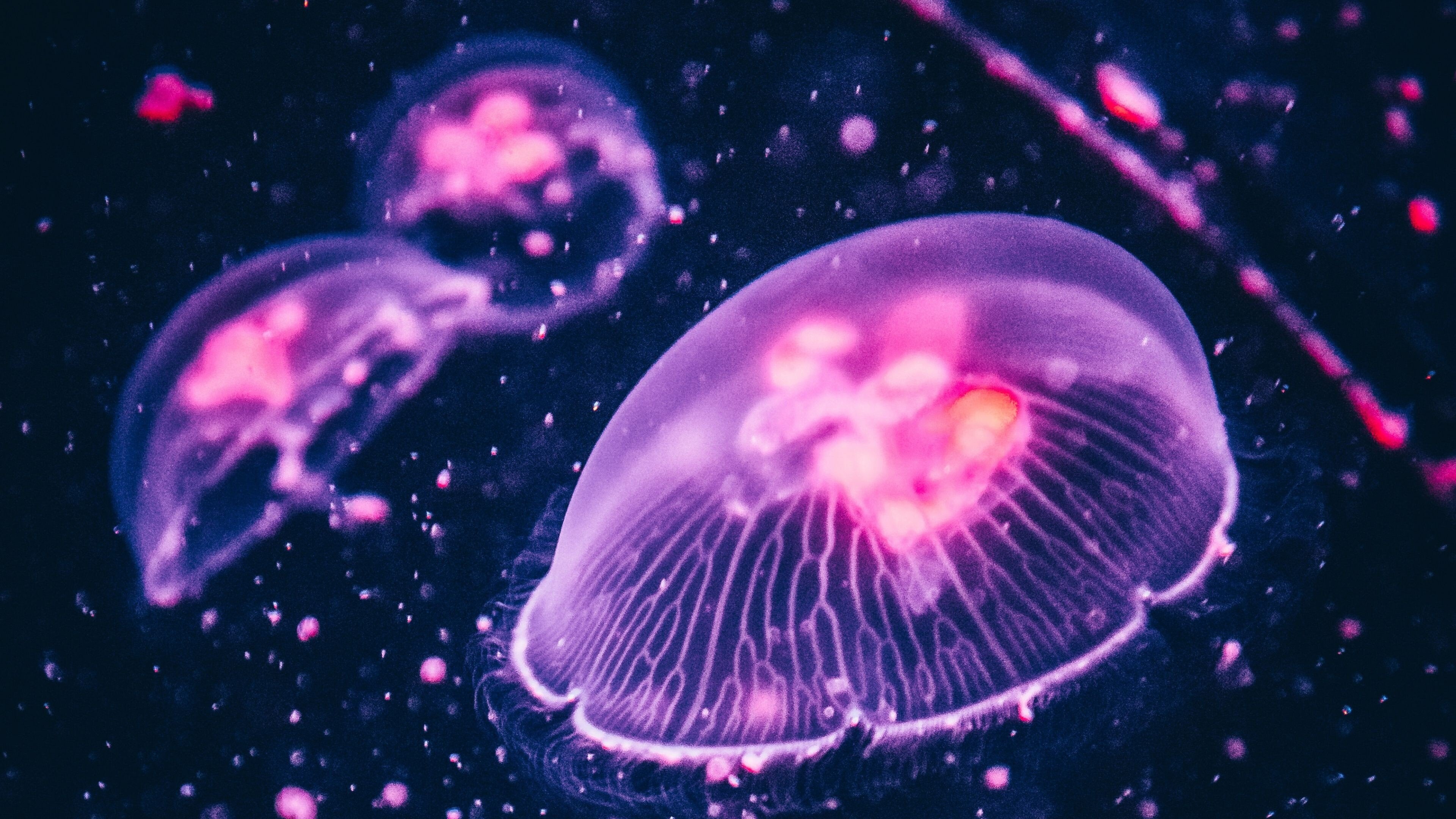 Glowing Jellyfish Wallpaper: 4K, HD, 1920x Phone & Desktop