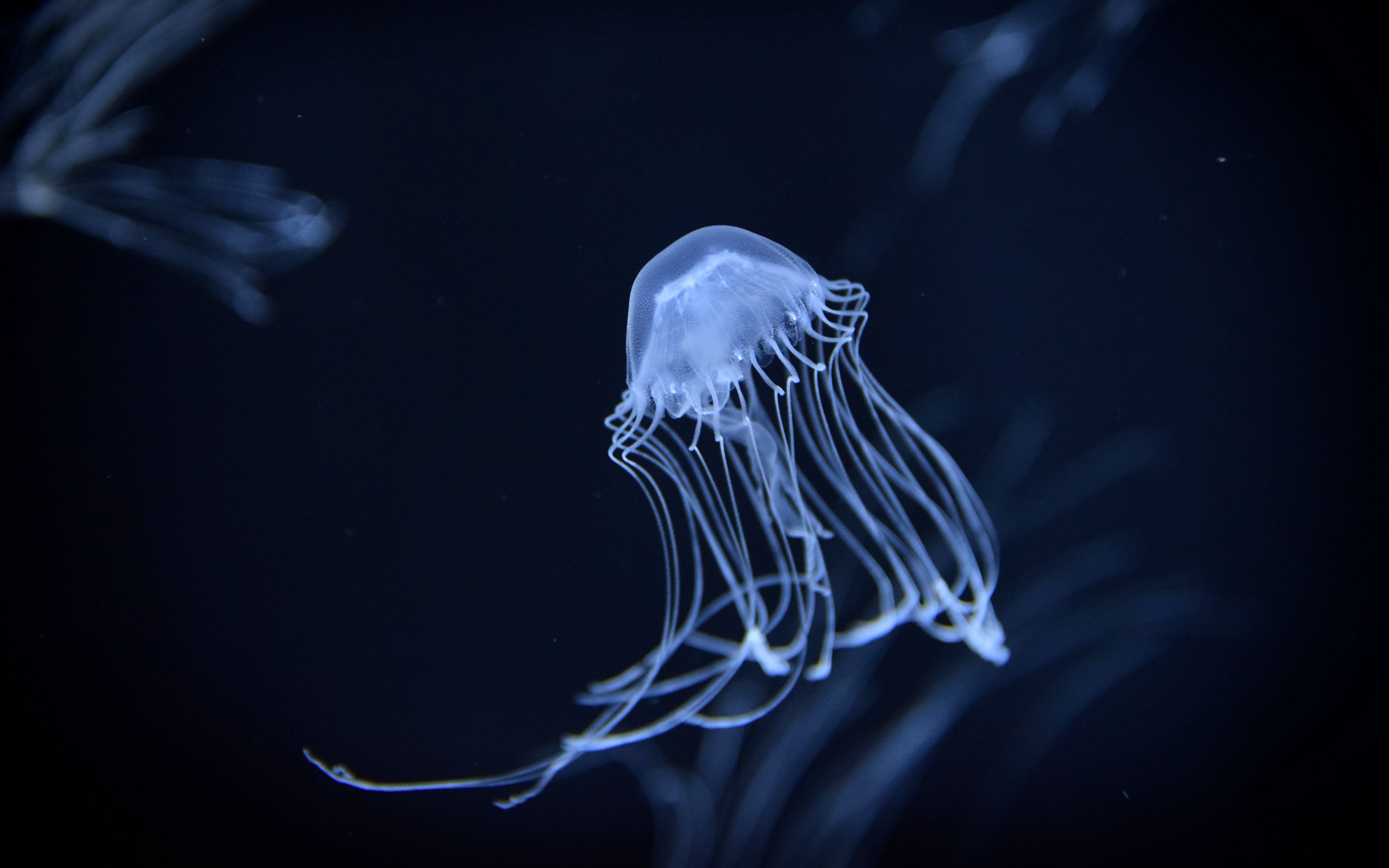 Jellyfish under the sea Wallpaper 4k Ultra HD